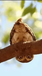 Ford Bronco Sport Crazy optical illusion 1657800786309