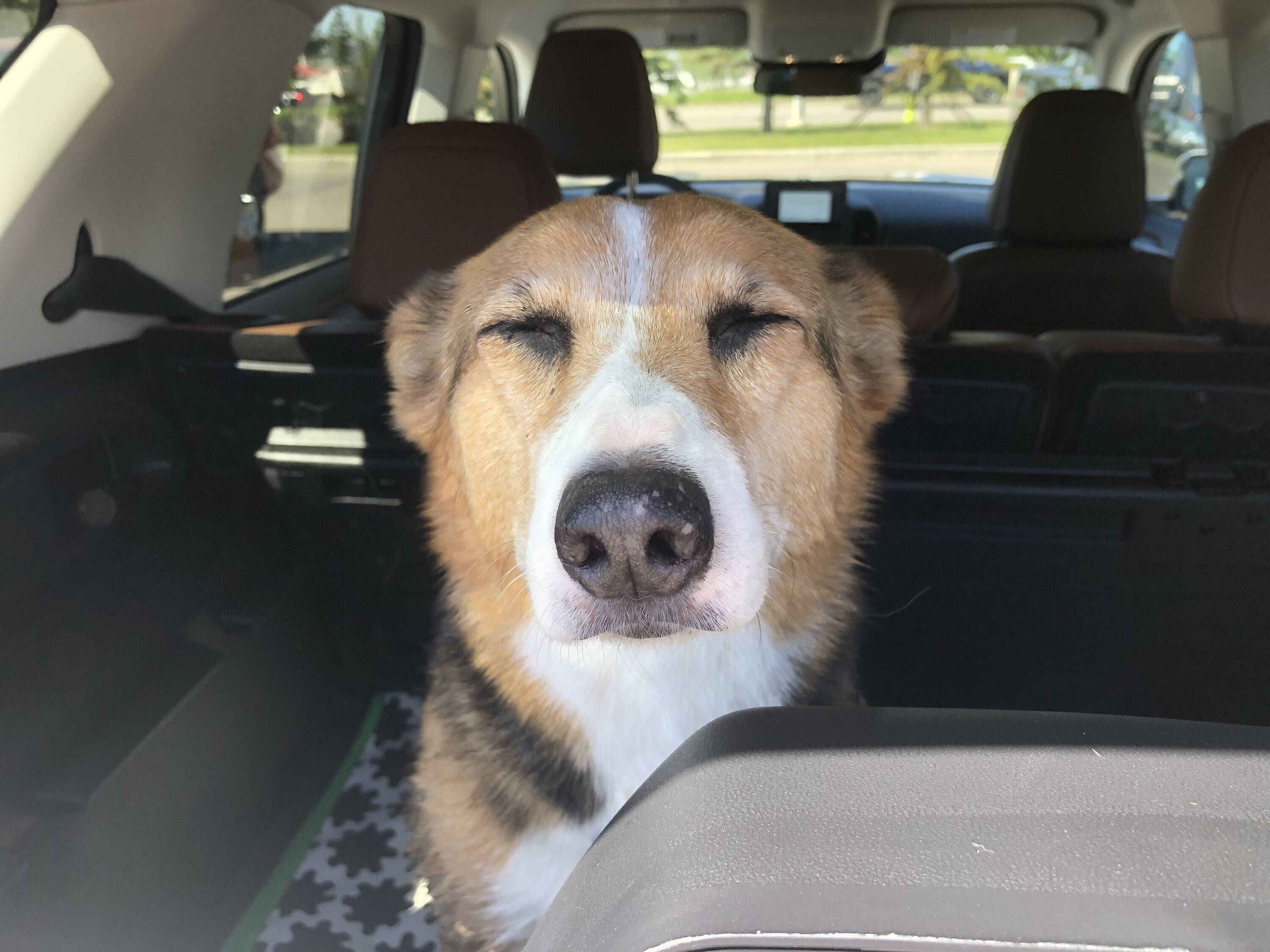 Ford Bronco Sport Show me your dogs!! 7A460A31-22C0-4A60-A20C-38D48A3FC229