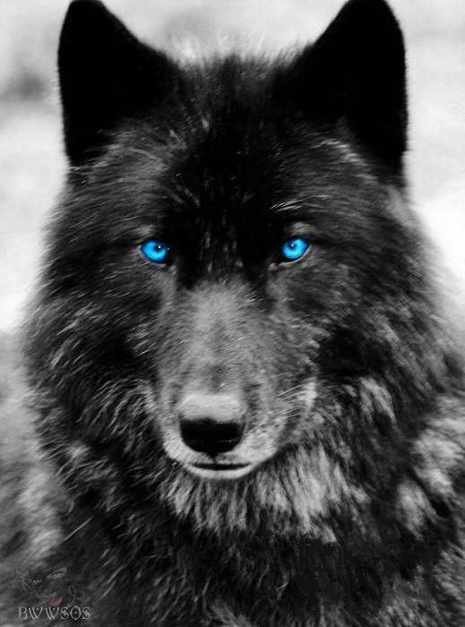 Ford Bronco Sport Show me your dogs!! 29E5BAAB-B346-43C5-BBFF-1941C60681EE