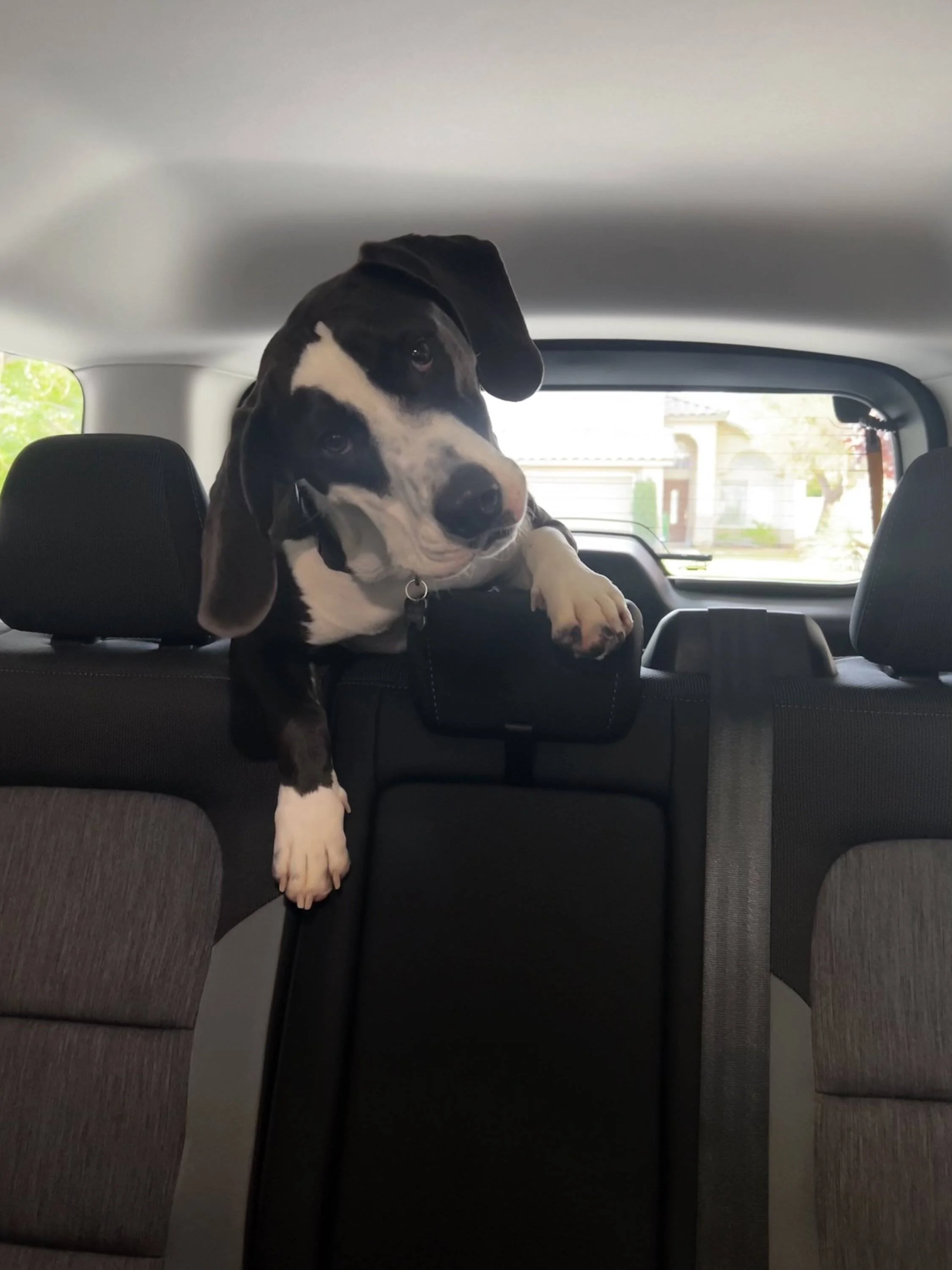 Ford Bronco Sport Show me your dogs!! 0EE07747-D3F2-4301-BC7F-C070749CD880