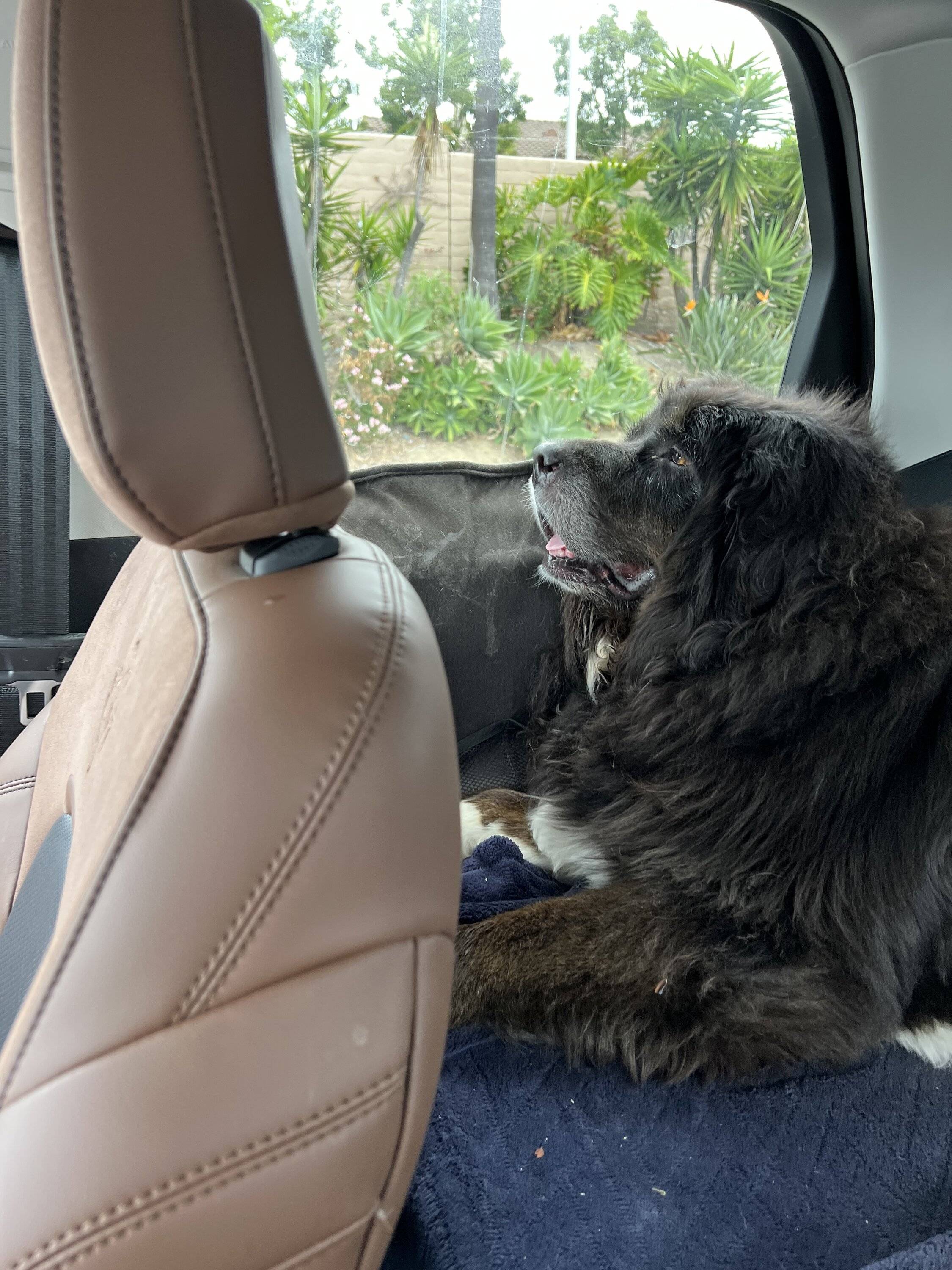 Ford Bronco Sport Show me your dogs!! 8ADCB10B-538D-4F4F-9307-3EFDCD17FB3F