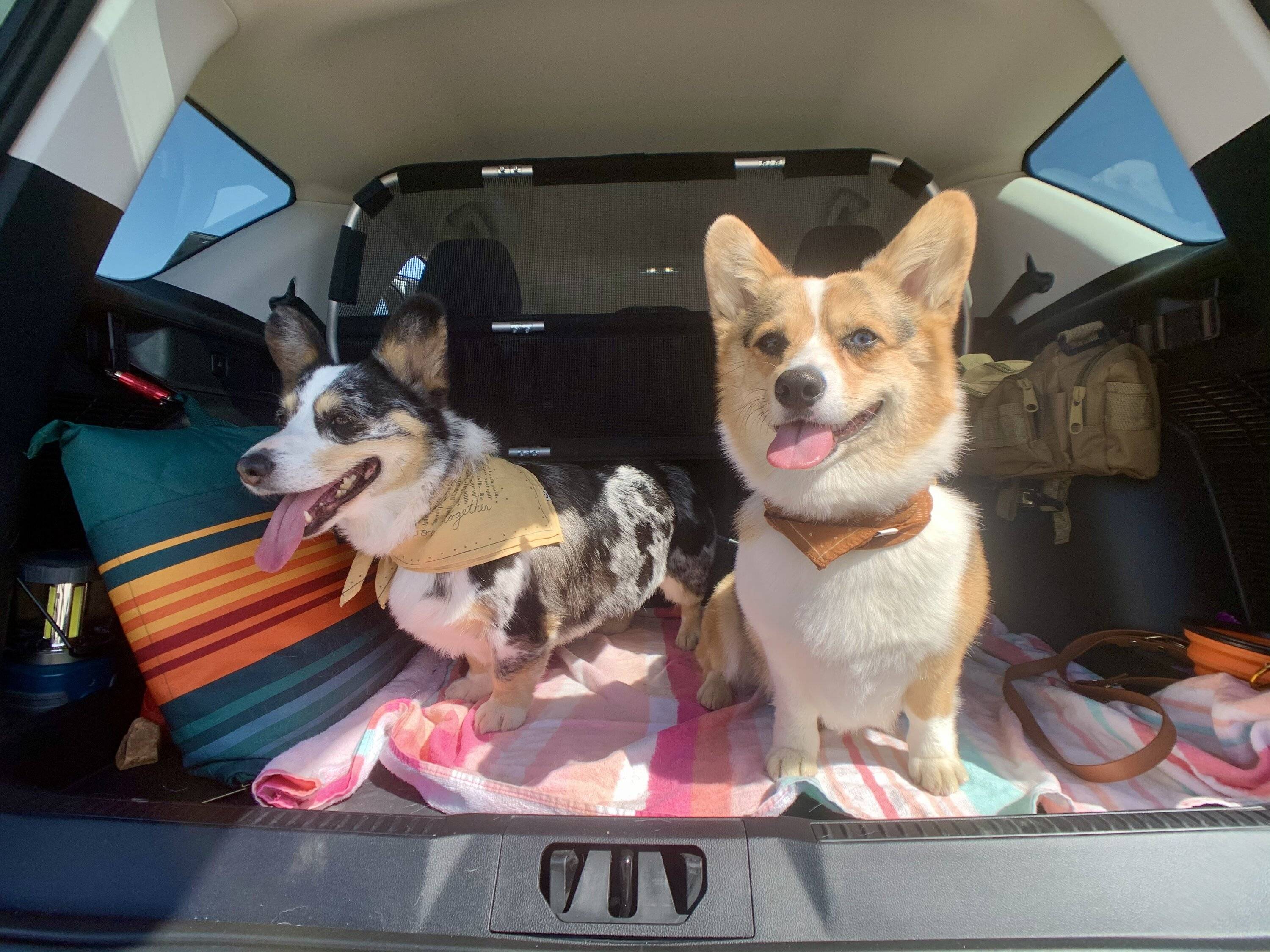 Ford Bronco Sport Show me your dogs!! BF8CC0D6-C385-4A89-8846-BBD828AB4E7F