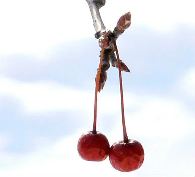 Ford Bronco Sport G.O.A.T BLACK CHROME BADGE Twigs-and-Berries