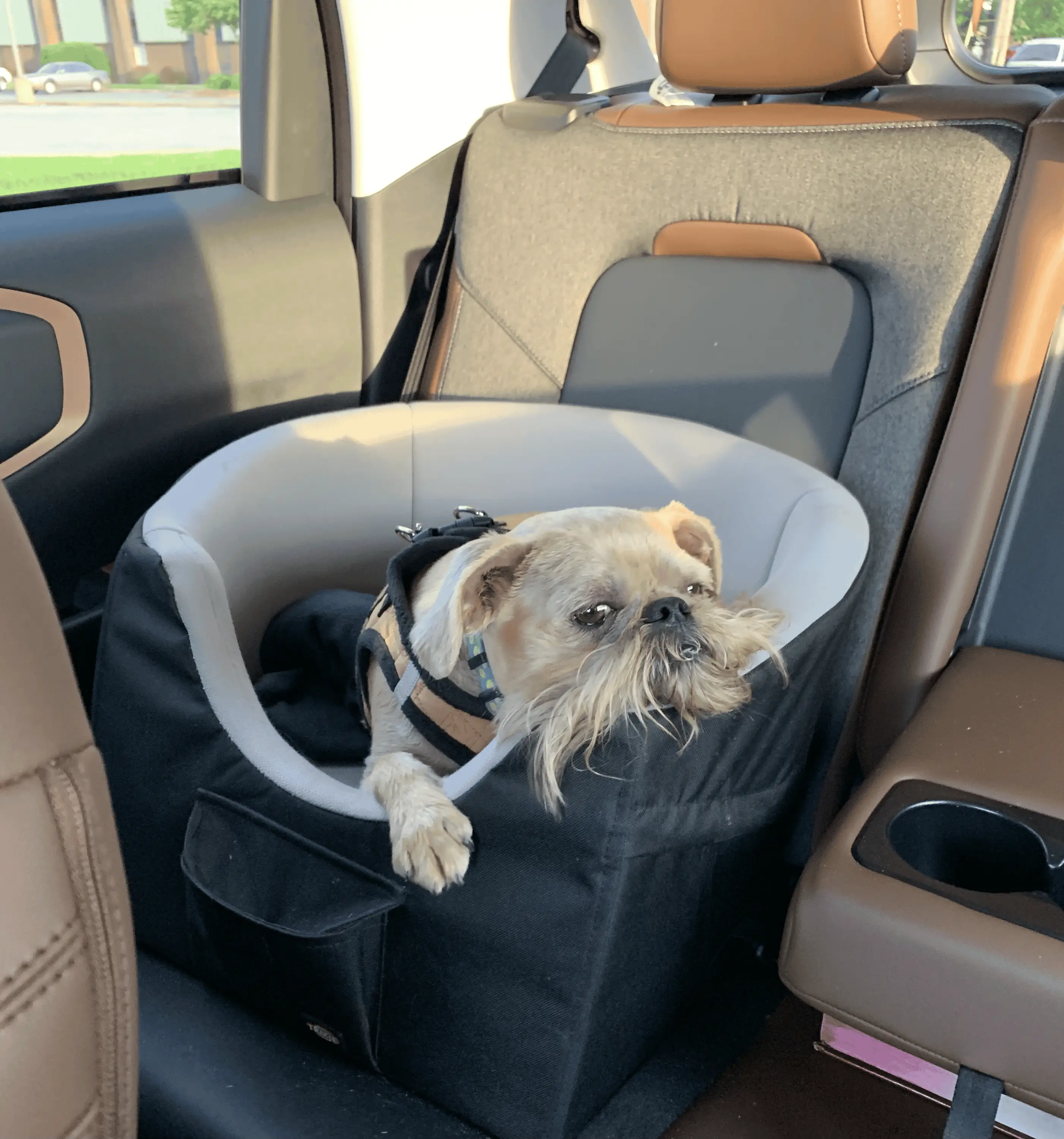 Ford Bronco Sport Show me your dogs!! tempImage7Nby6d