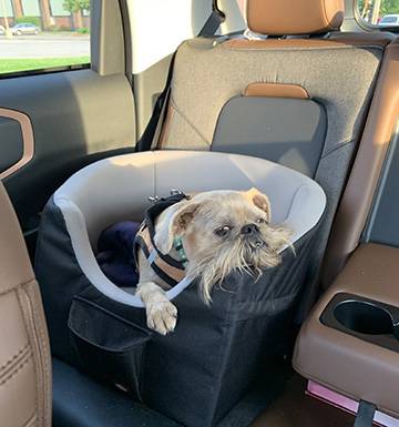 Ford Bronco Sport Show me your dogs!! IMG_1130-2