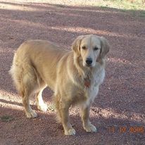 Ford Bronco Sport Show me your dogs!! cassie