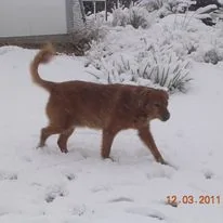 Ford Bronco Sport Show me your dogs!! ginger