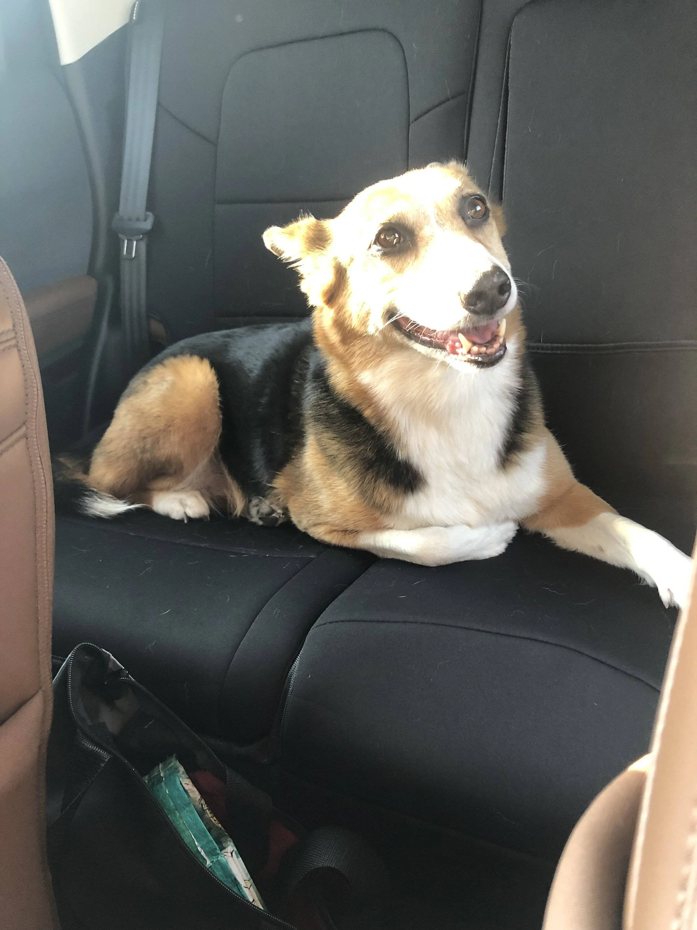 Ford Bronco Sport Show me your dogs!! 98C83D41-57B3-49C9-94E6-7EDCCB93945C