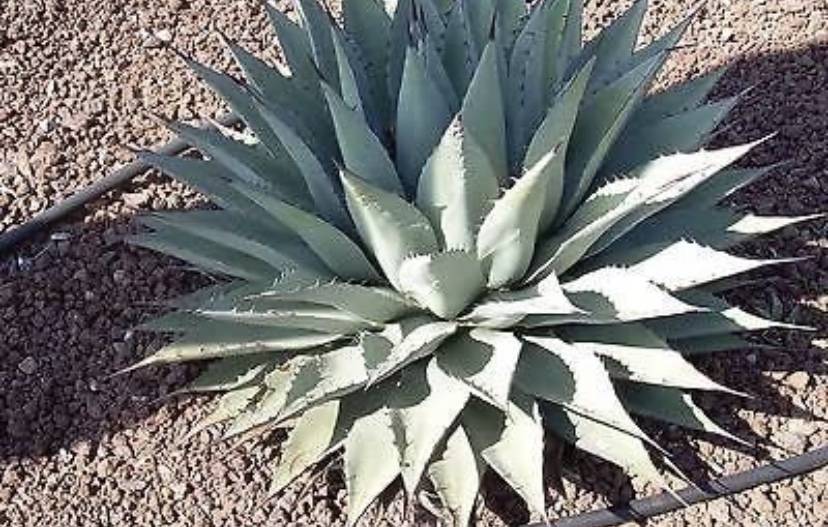 Ford Bronco Sport Official CACTUS GRAY Bronco Sport Thread 6BFB45ED-D970-4C06-A077-AE3F05C2EF22