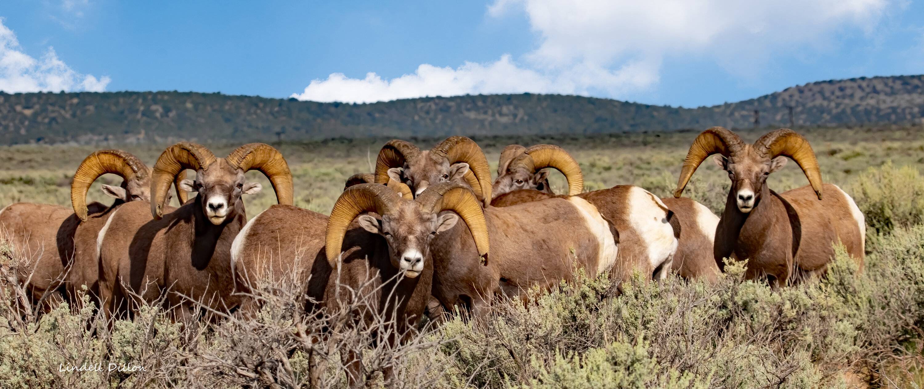 Ford Bronco Sport Photos of Bronco Sports in the Wild Rams 269