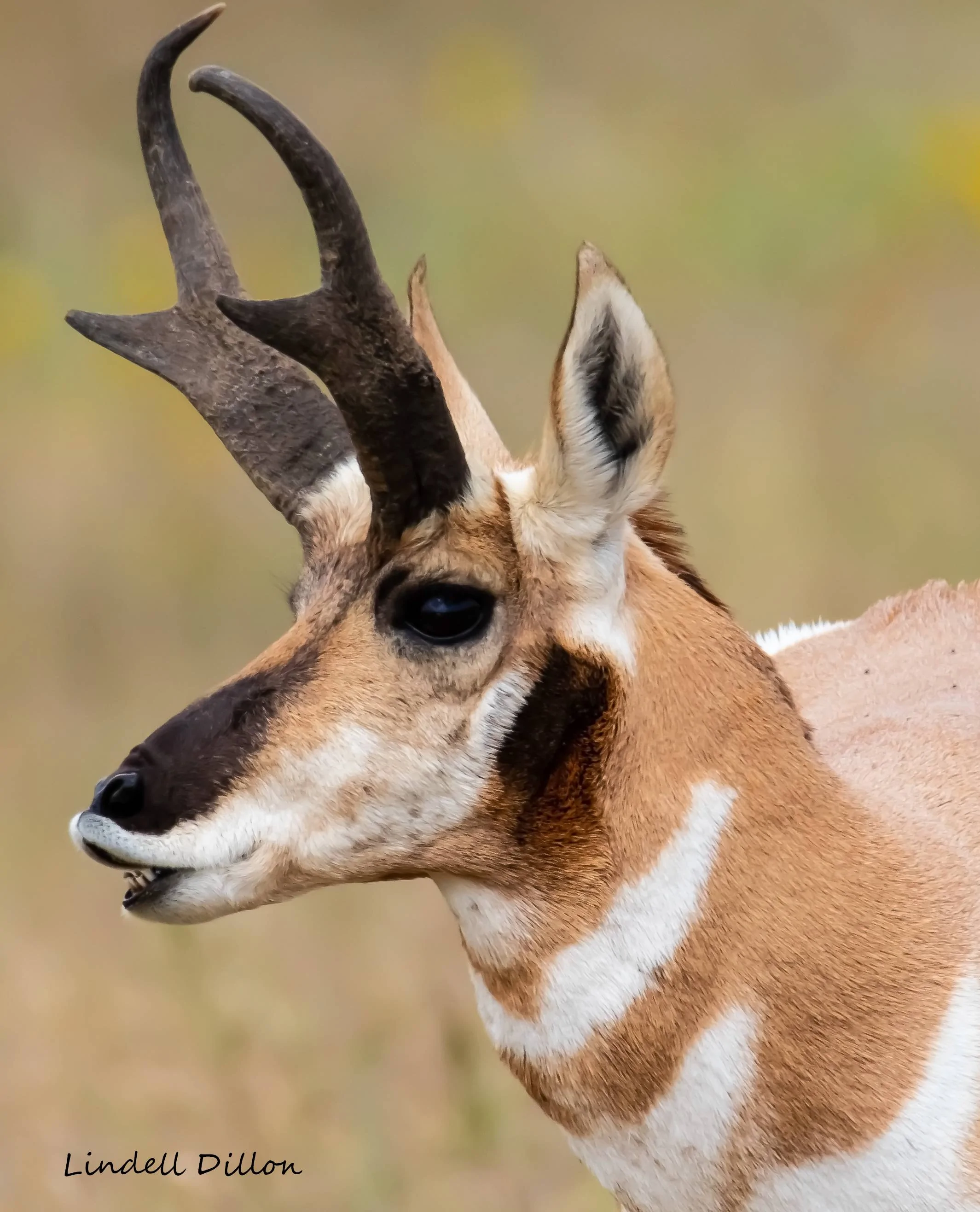 Ford Bronco Sport Photos of Bronco Sports in the Wild taos 071 cropped
