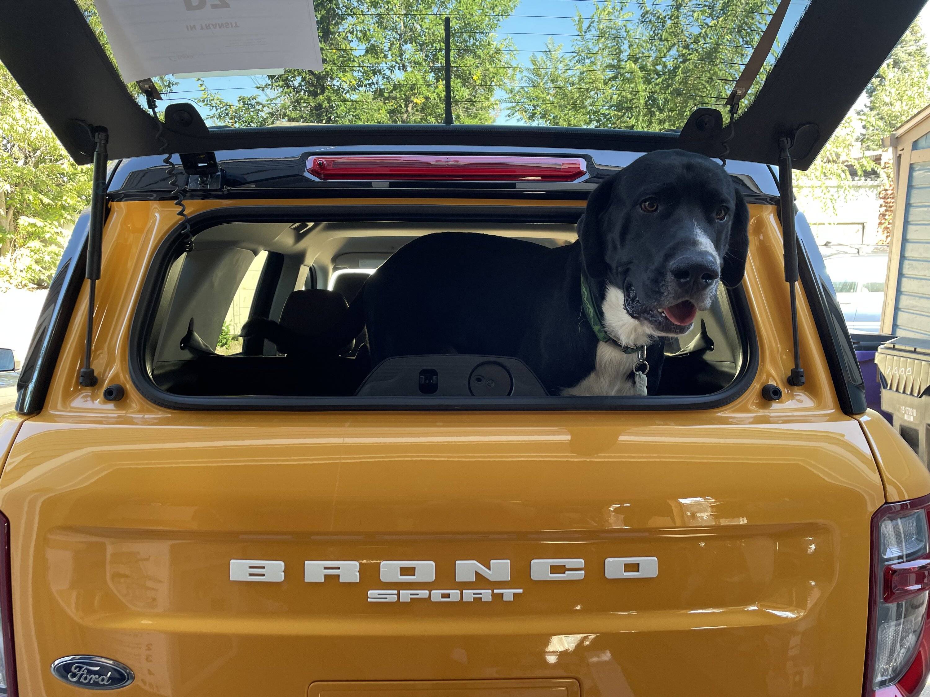Ford Bronco Sport Show me your dogs!! CA2B6D22-F85C-44A5-8B36-4D6D47964BDB