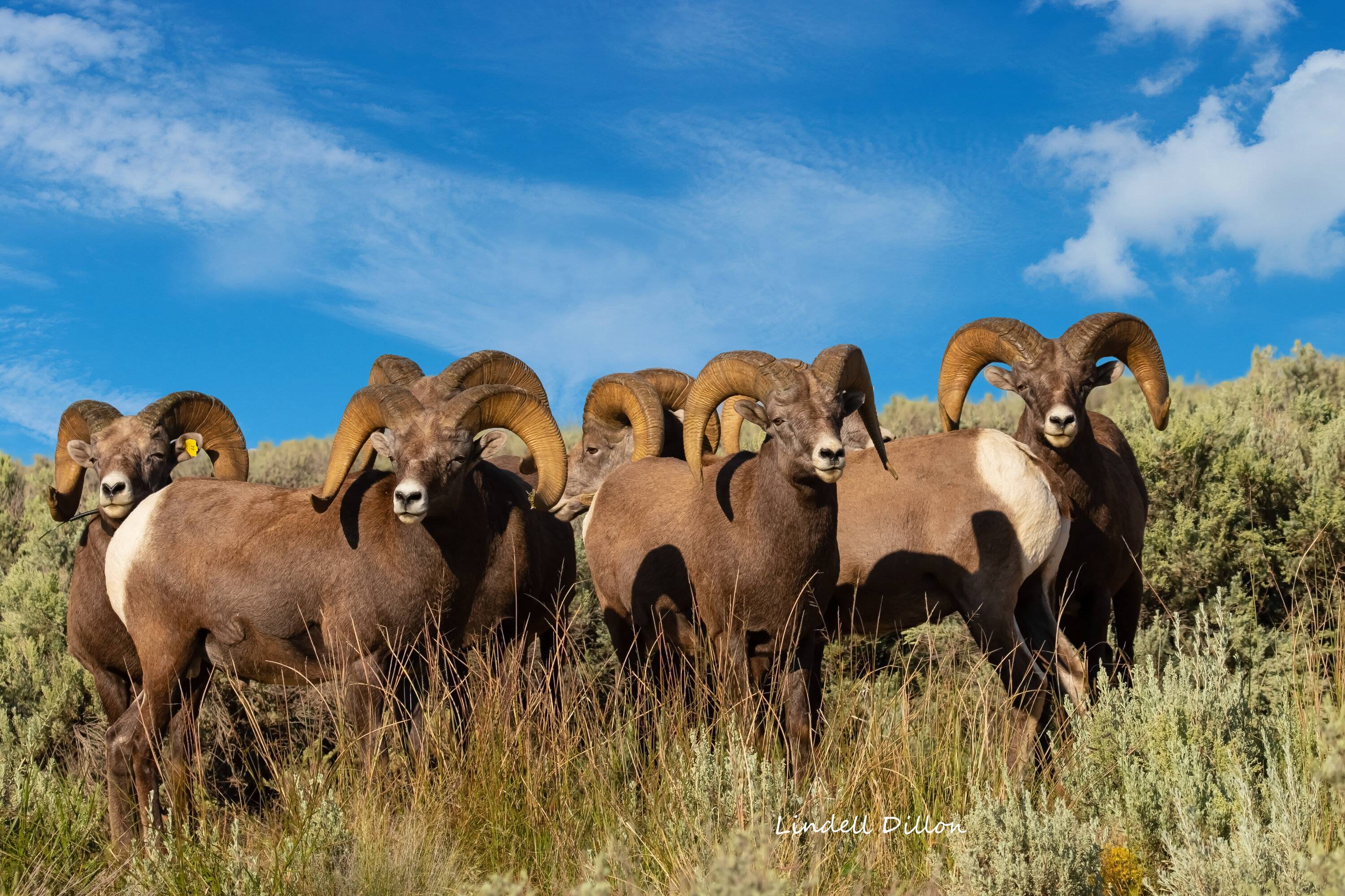 Ford Bronco Sport Photos of Bronco Sports in the Wild Rams 233