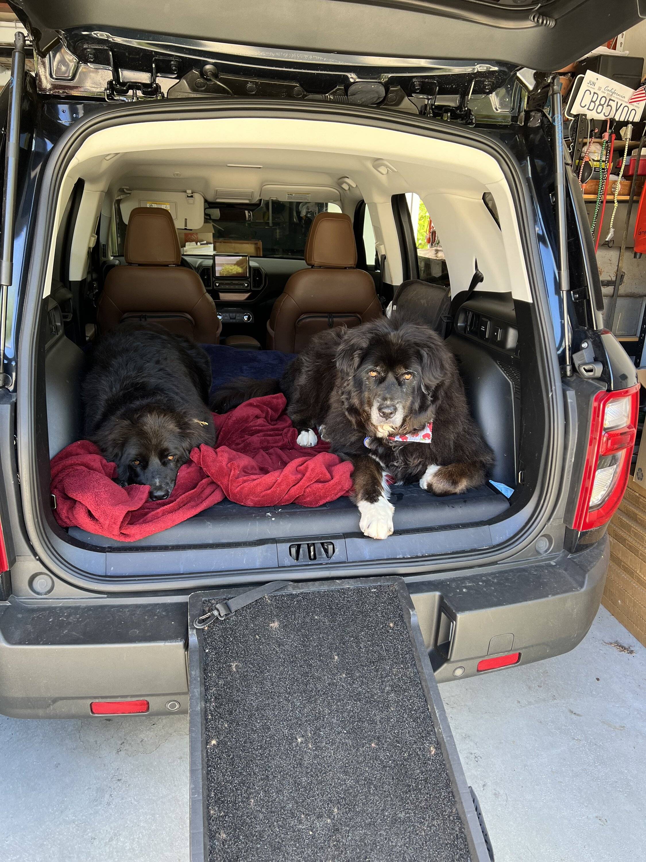 Ford Bronco Sport Show me your dogs!! 76F58F63-BB93-4F14-AF4C-3B9749146DED