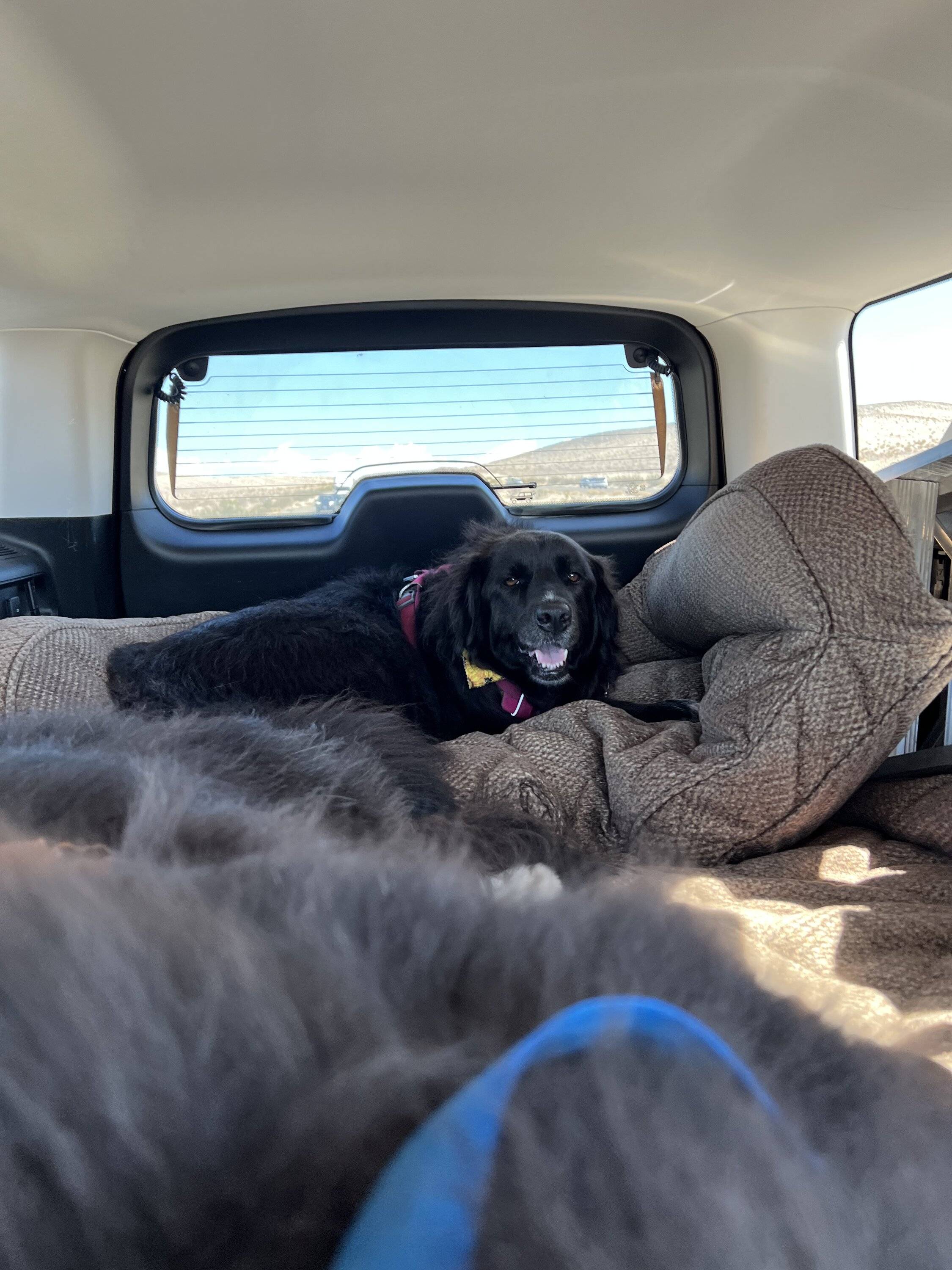 Ford Bronco Sport Show me your dogs!! A03266FF-D1D7-4791-BBEA-B6E3C4697BAA