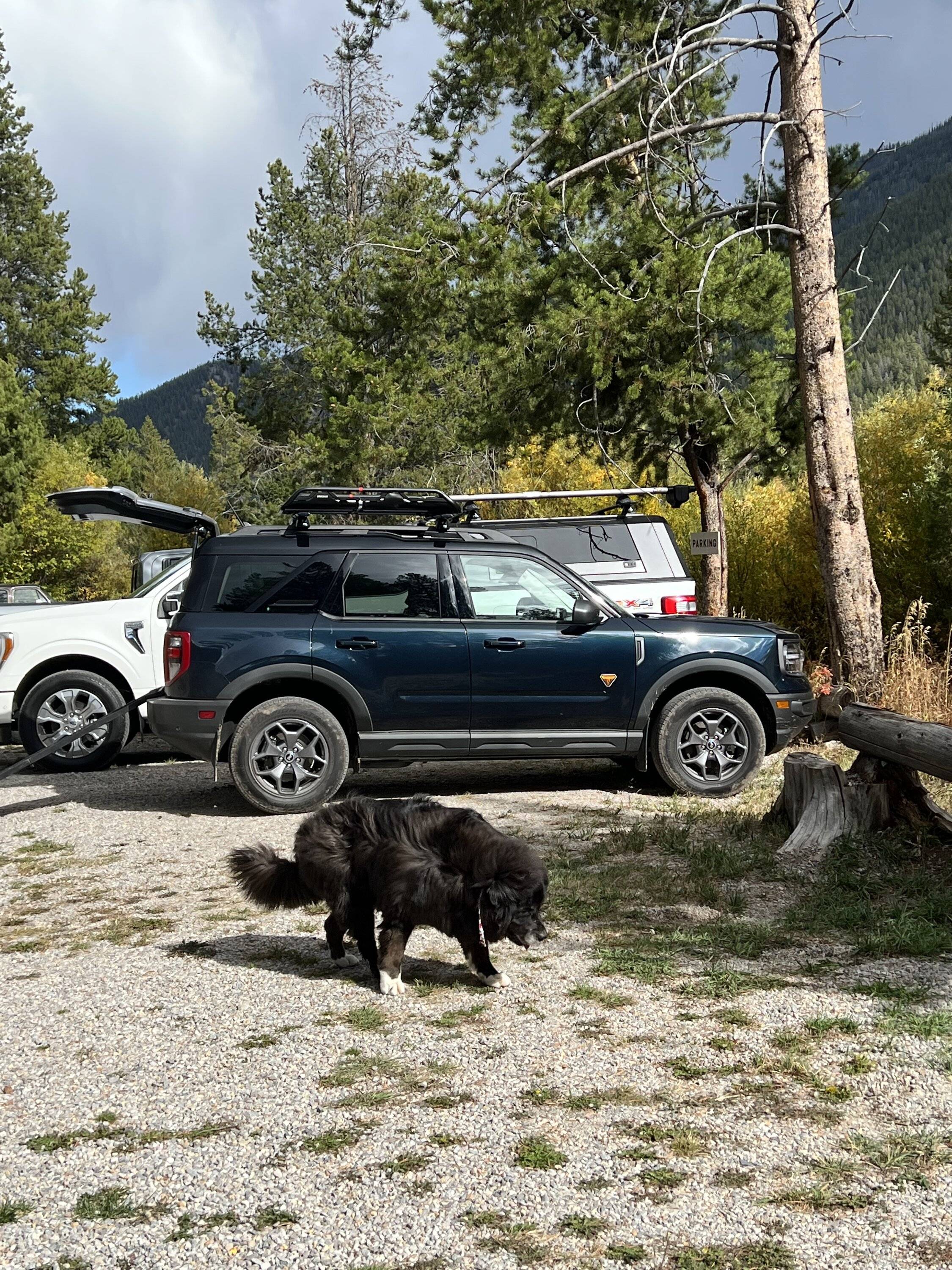 Ford Bronco Sport Show me your dogs!! 7A565241-FE33-47C7-89CA-37AF365E6C7D