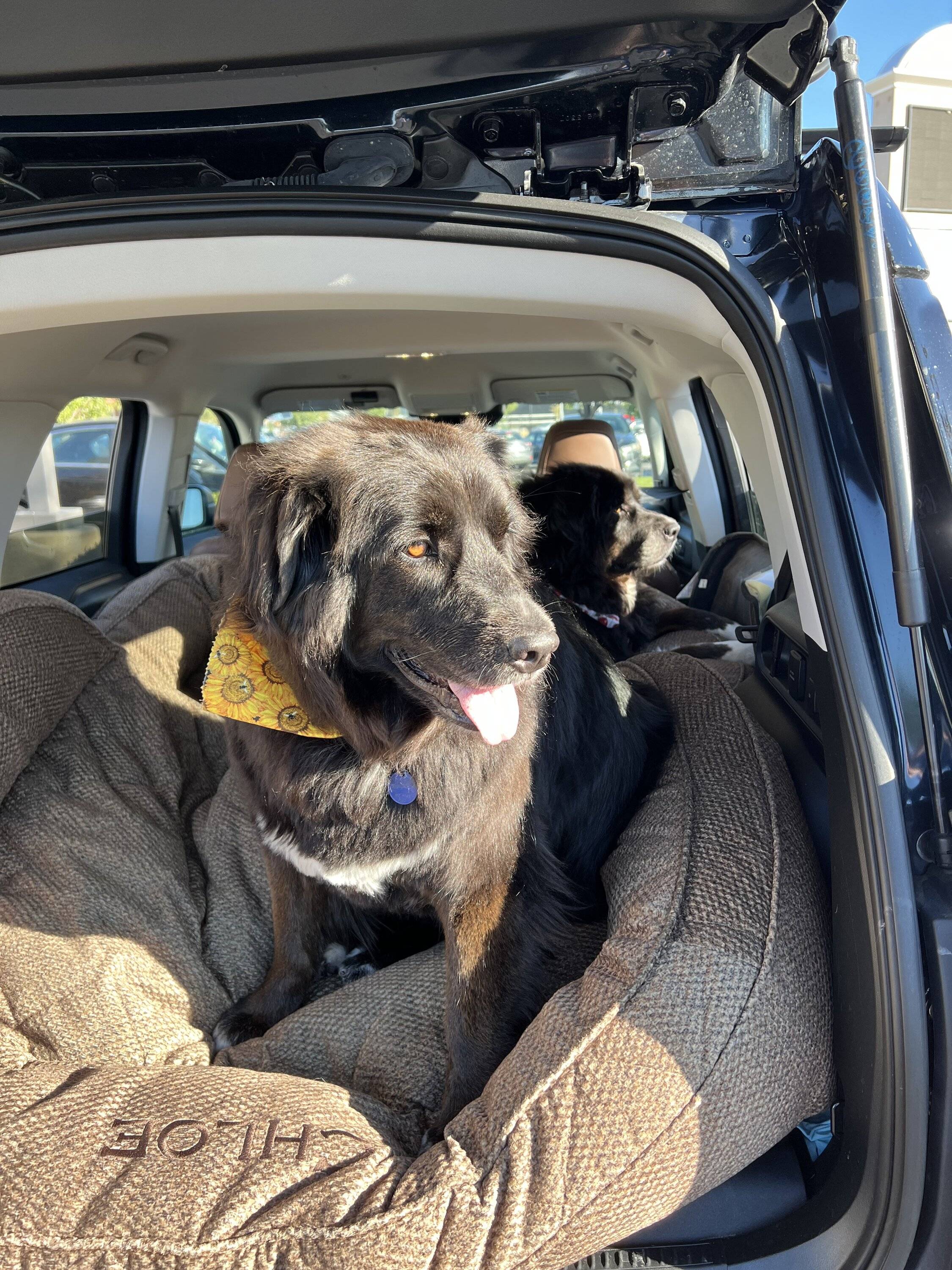 Ford Bronco Sport Show me your dogs!! 8BCF145D-8EEF-4707-9FAC-3E52108F5E4A