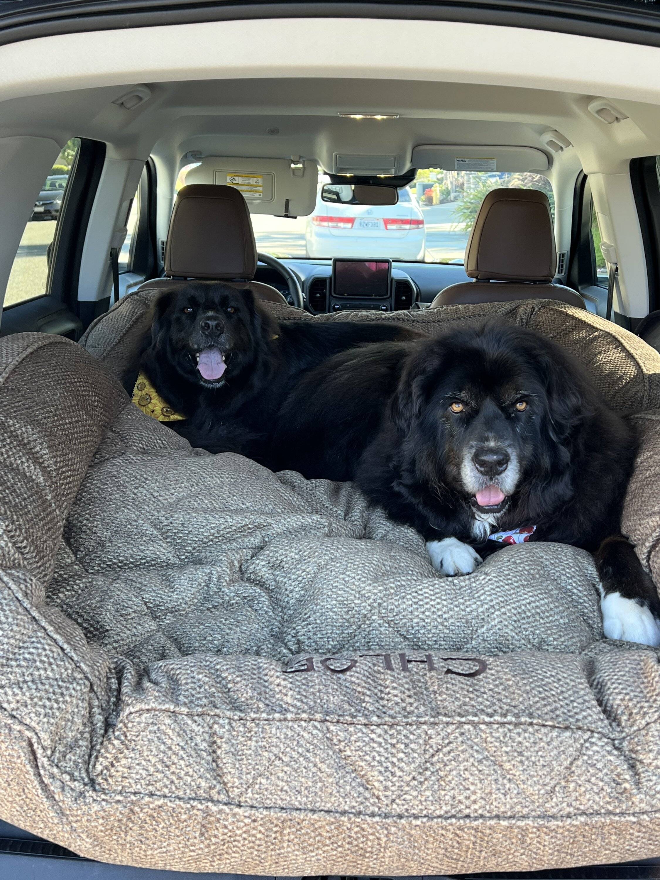 Ford Bronco Sport Show me your dogs!! 84837D4E-7351-43B4-8880-4F1B125A71F2