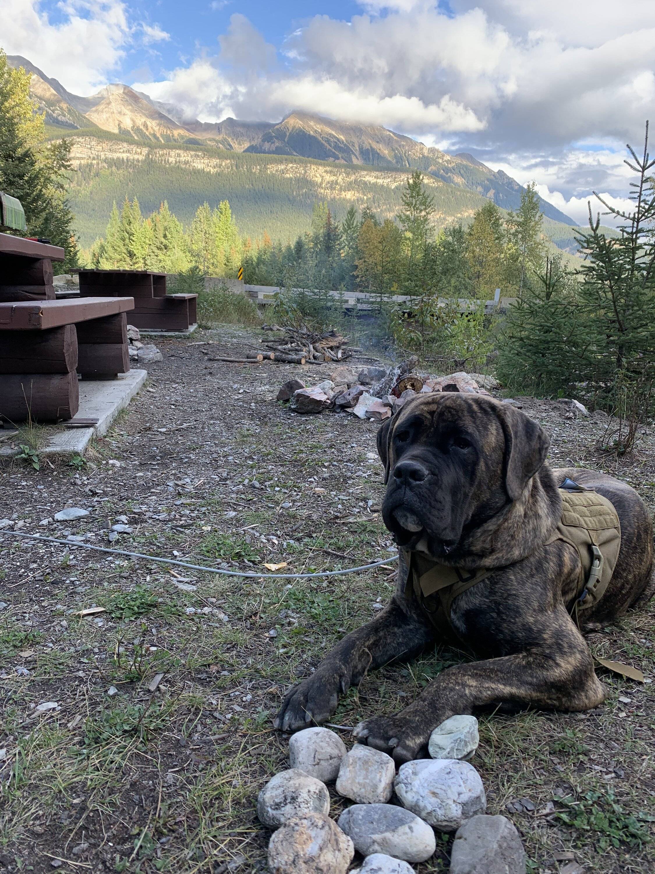 Ford Bronco Sport Show me your dogs!! 4948C3DD-03E0-443E-80F6-CE399703E9C8