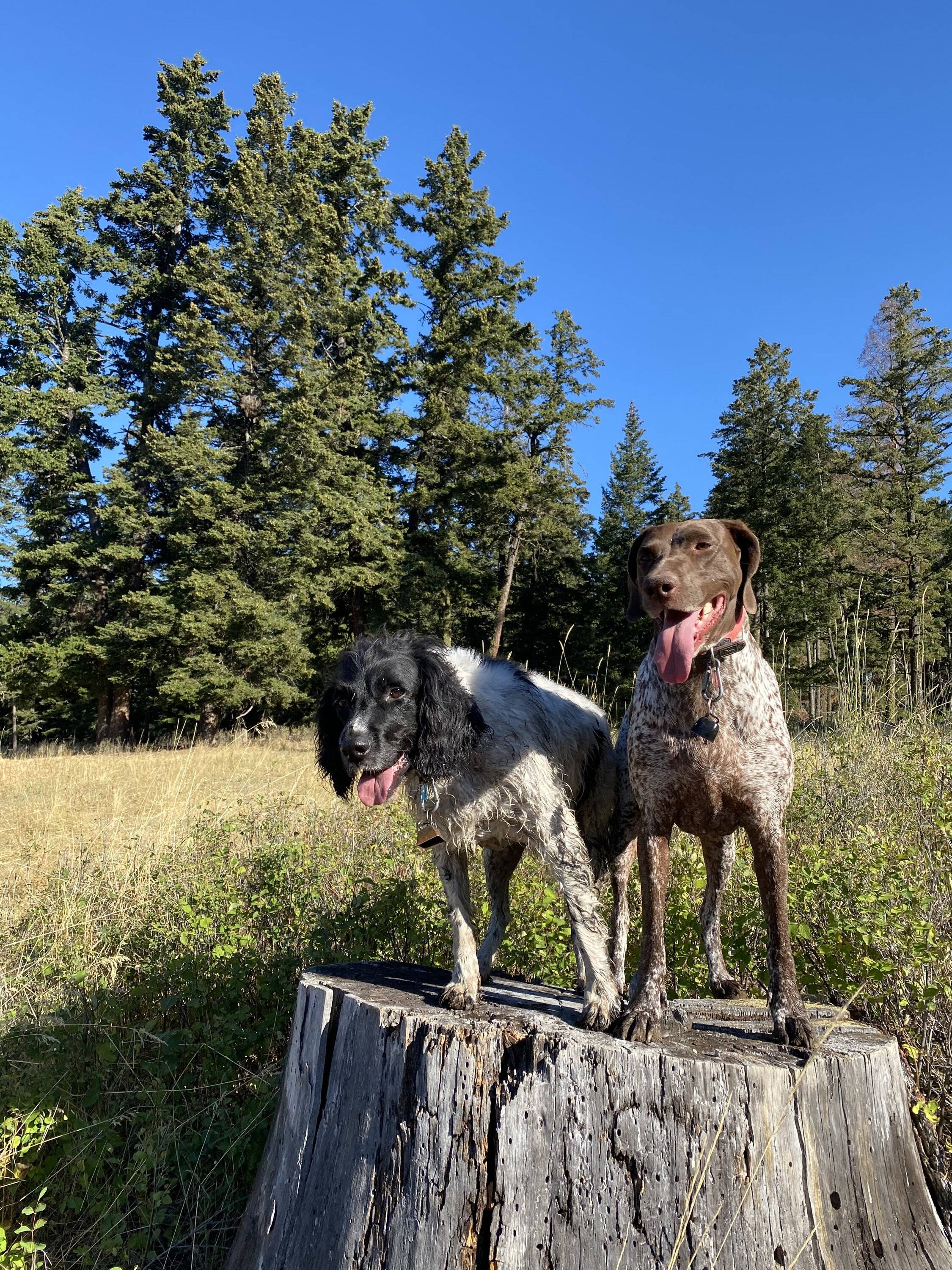 Ford Bronco Sport Show me your dogs!! 4C9DC131-4082-4473-AF22-772A4B294CEF