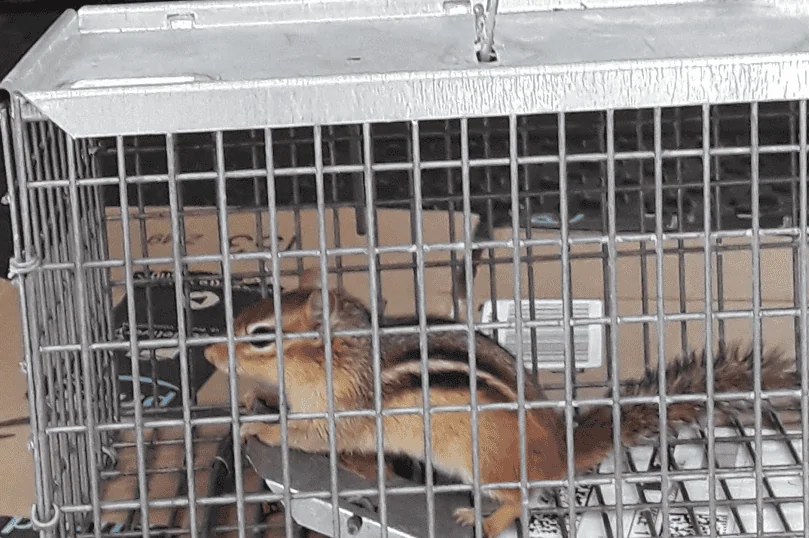 Ford Bronco Sport Rat/mouse problem 1665437401168