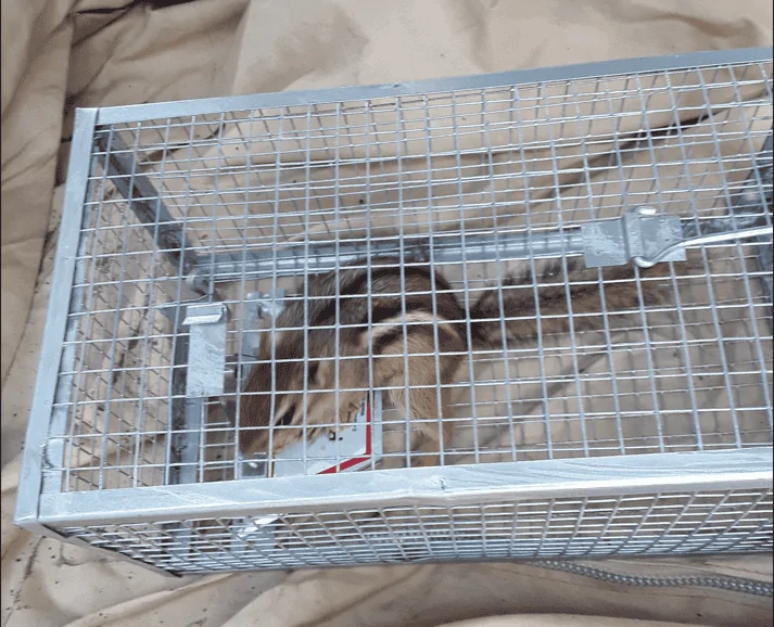 Ford Bronco Sport Rat/mouse problem 1665608981328