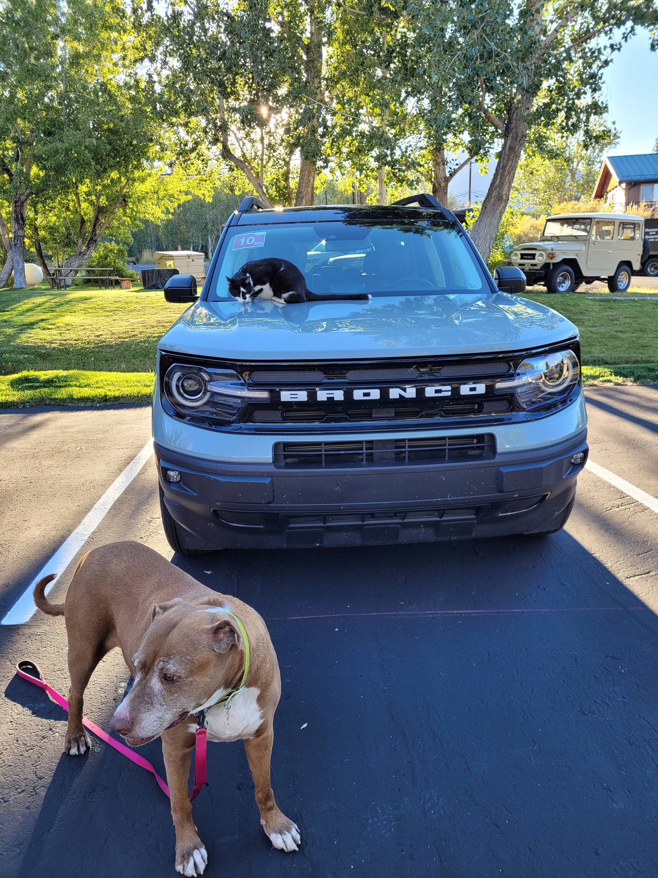 Ford Bronco Sport Show me your dogs!! 20220923_173525