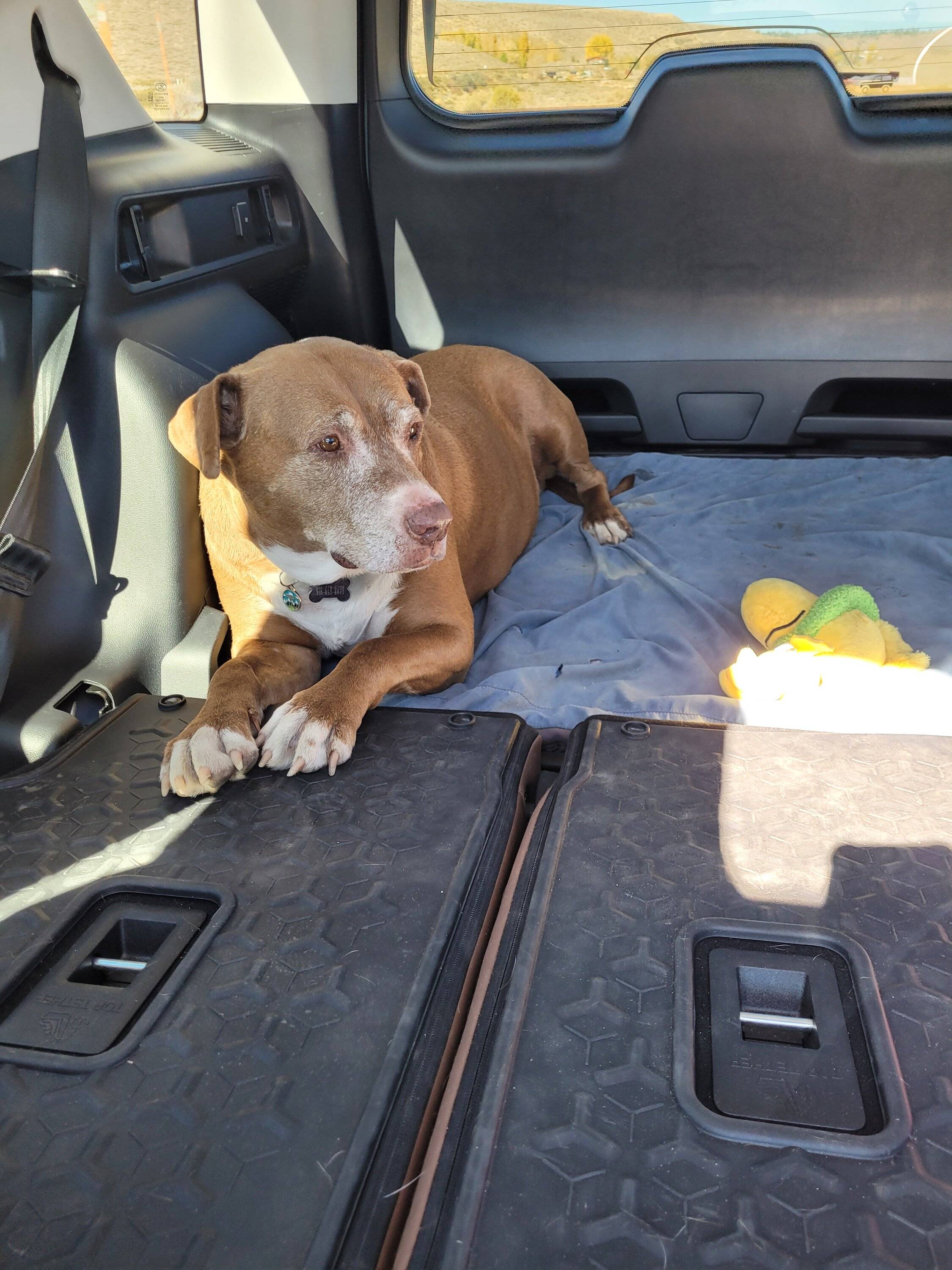 Ford Bronco Sport Show me your dogs!! 20221021_114043