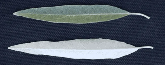 Ford Bronco Sport Olive - Meanderthal’s BS BL 1667398003443