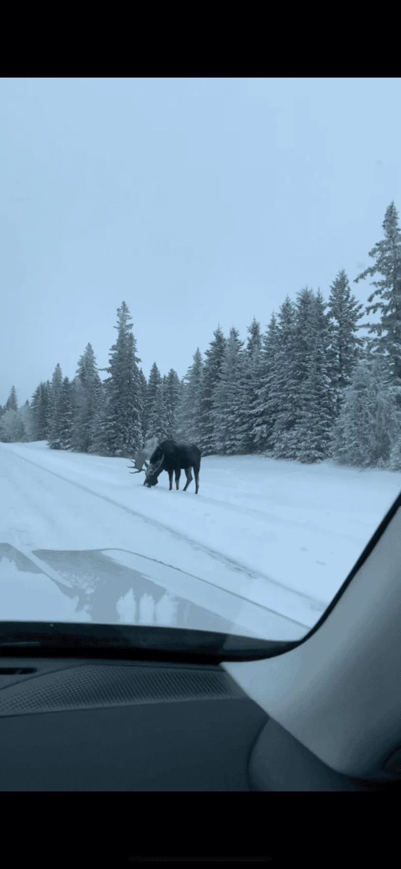 Ford Bronco Sport Post the best photos you've got of your Bronco Sport FD362BEF-B954-49CC-B4F3-4EF2832E9610