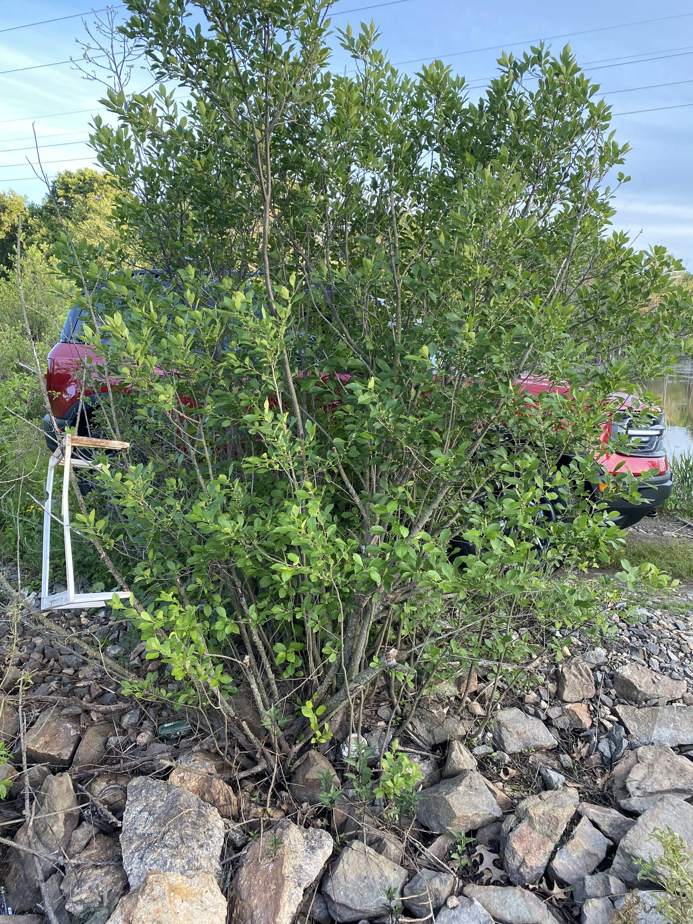 Ford Bronco Sport Post the best photos you've got of your Bronco Sport CC2F1259-29CA-4DF4-A627-924F903B3B89