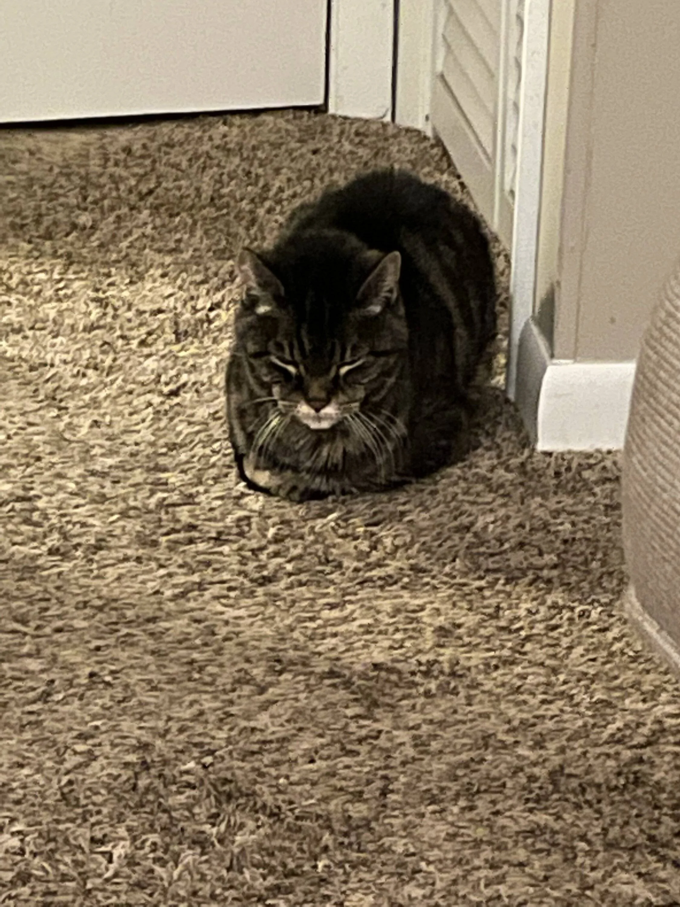 Ford Bronco Sport Are you happy with your Bronco Sport? My wife told me last night that's our next ride 9BEE2233-9FA5-4332-A3D3-FC77B6E169E5