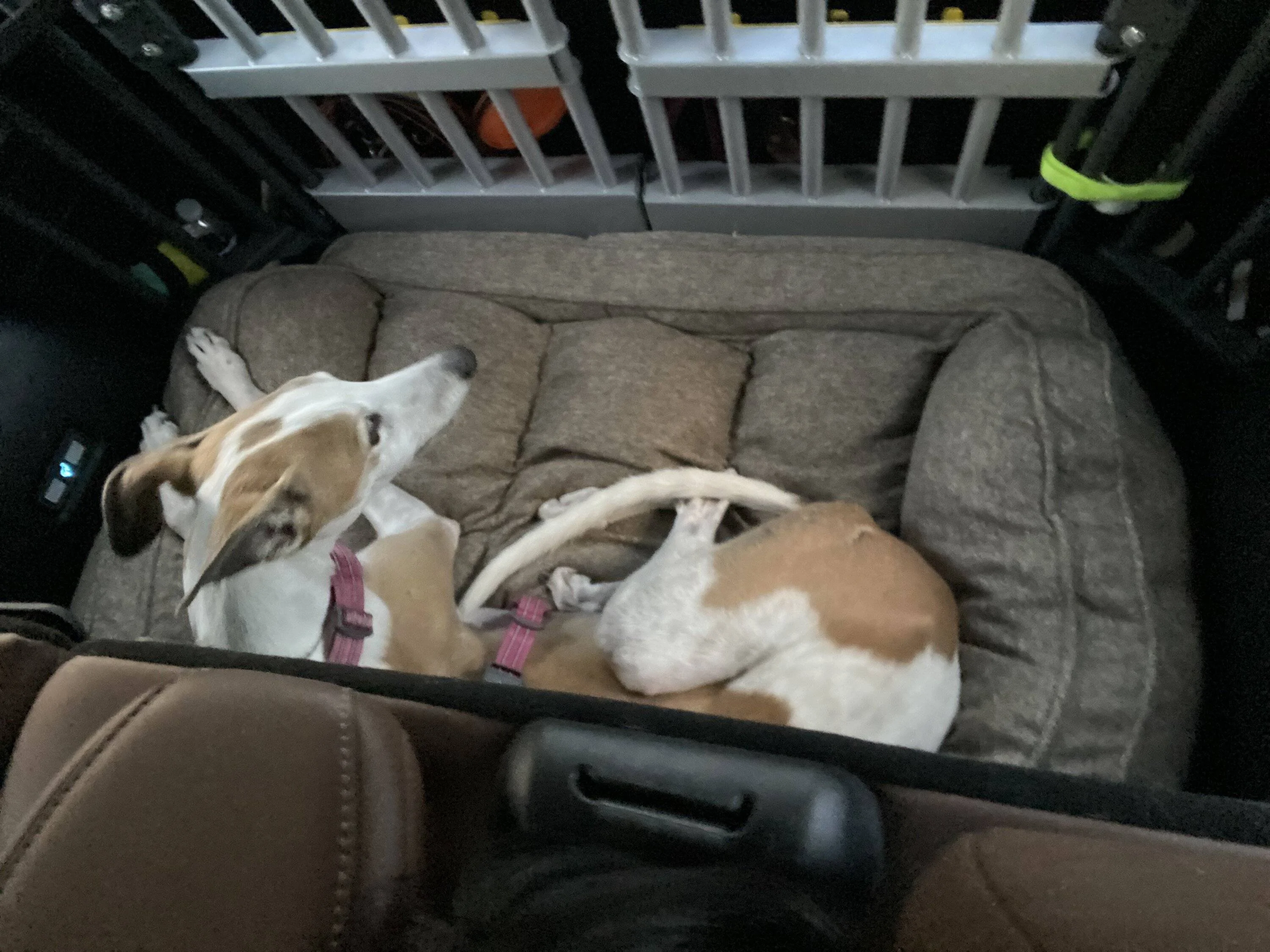 Ford Bronco Sport Question about secure idle / police idle for dogs being transported 0635311D-605D-4BF6-A3A9-B356A35BCC6D