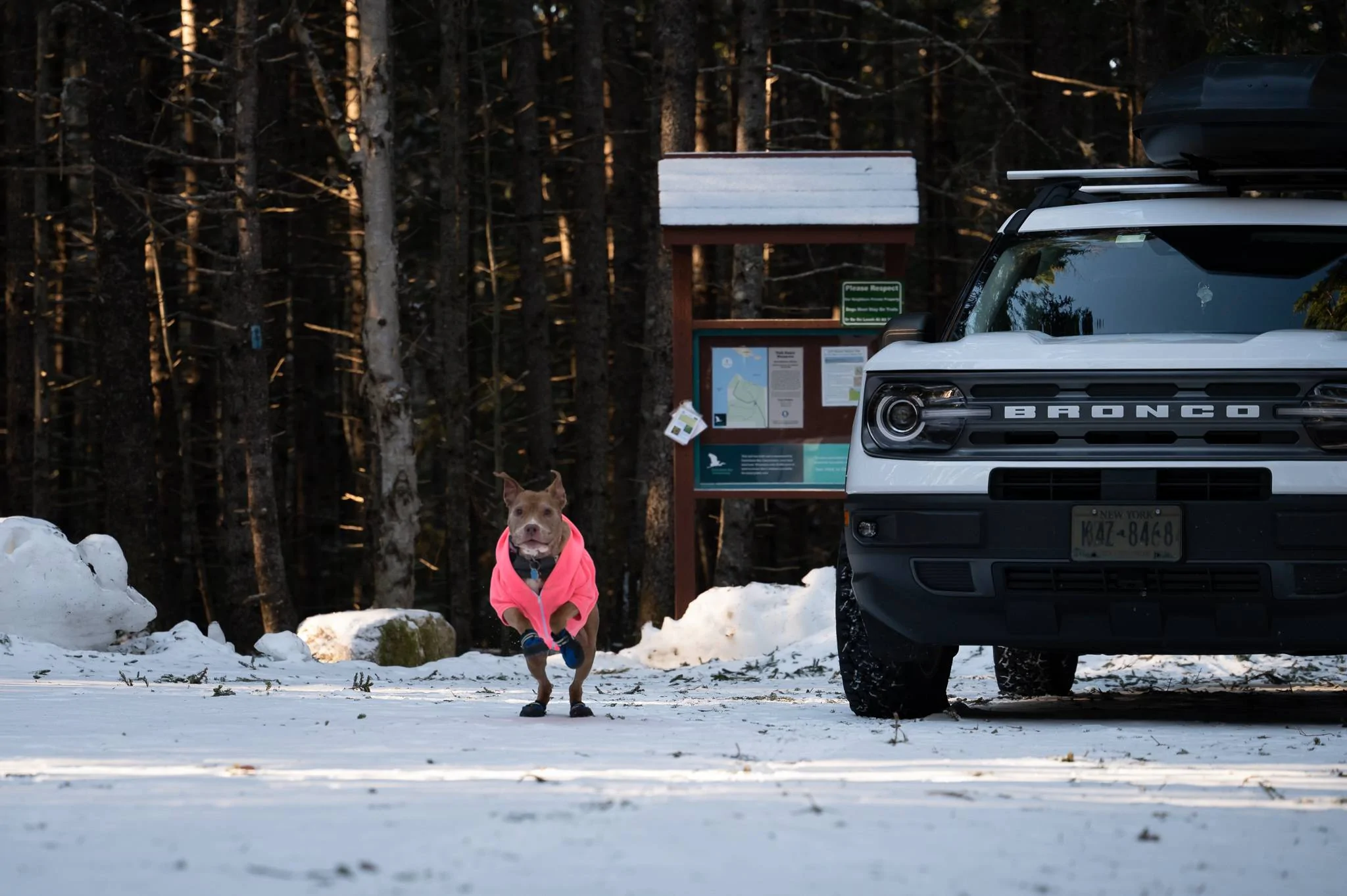 Ford Bronco Sport Show me your dogs!! 64FBB1E7-1467-4CC6-BF5A-68CE1EA981D1