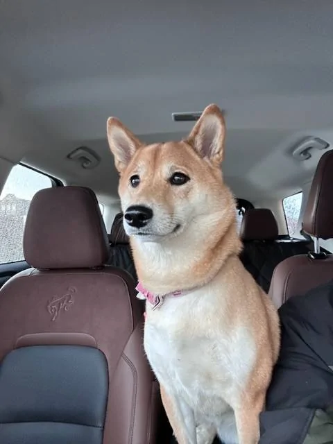 Ford Bronco Sport Show me your dogs!! EE10A095-7766-47D1-A829-51DEA442C8AD