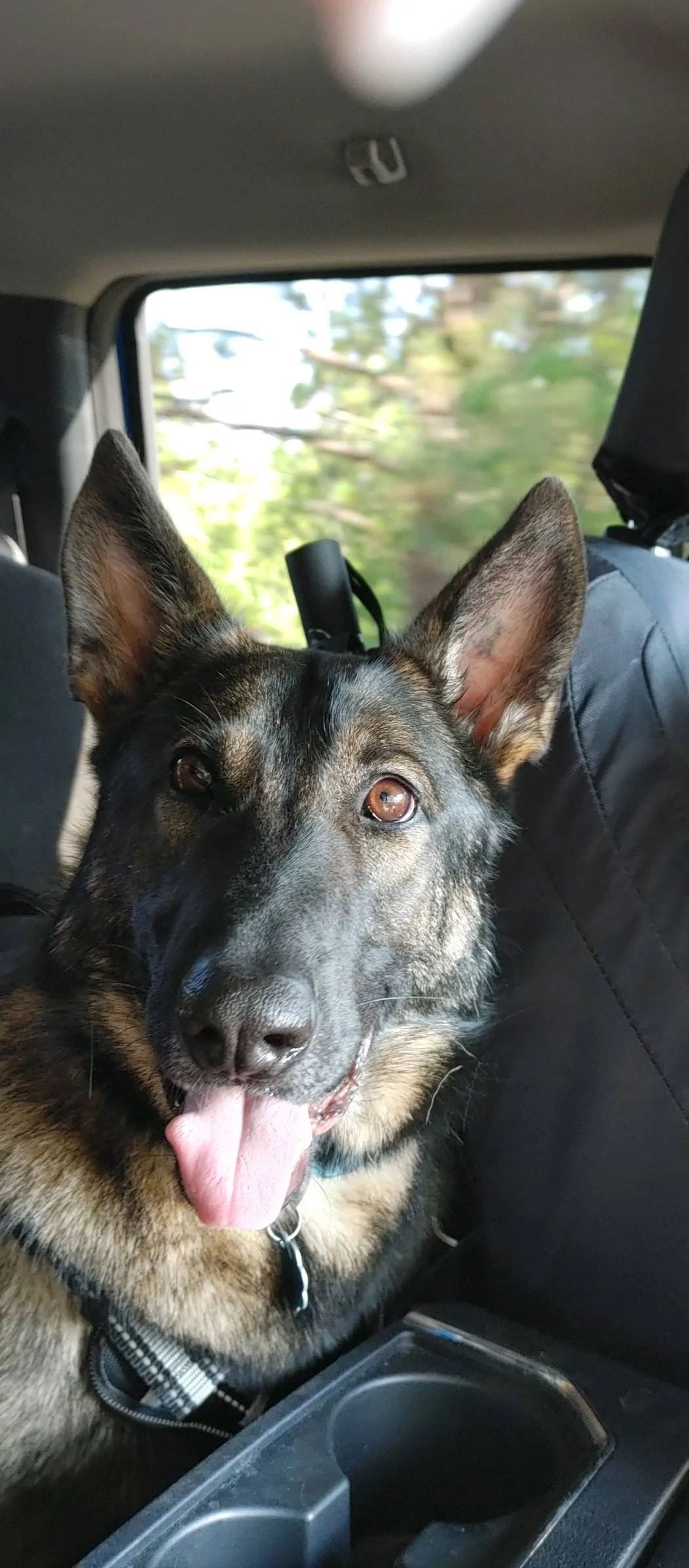 Ford Bronco Sport Show me your dogs!! 25527