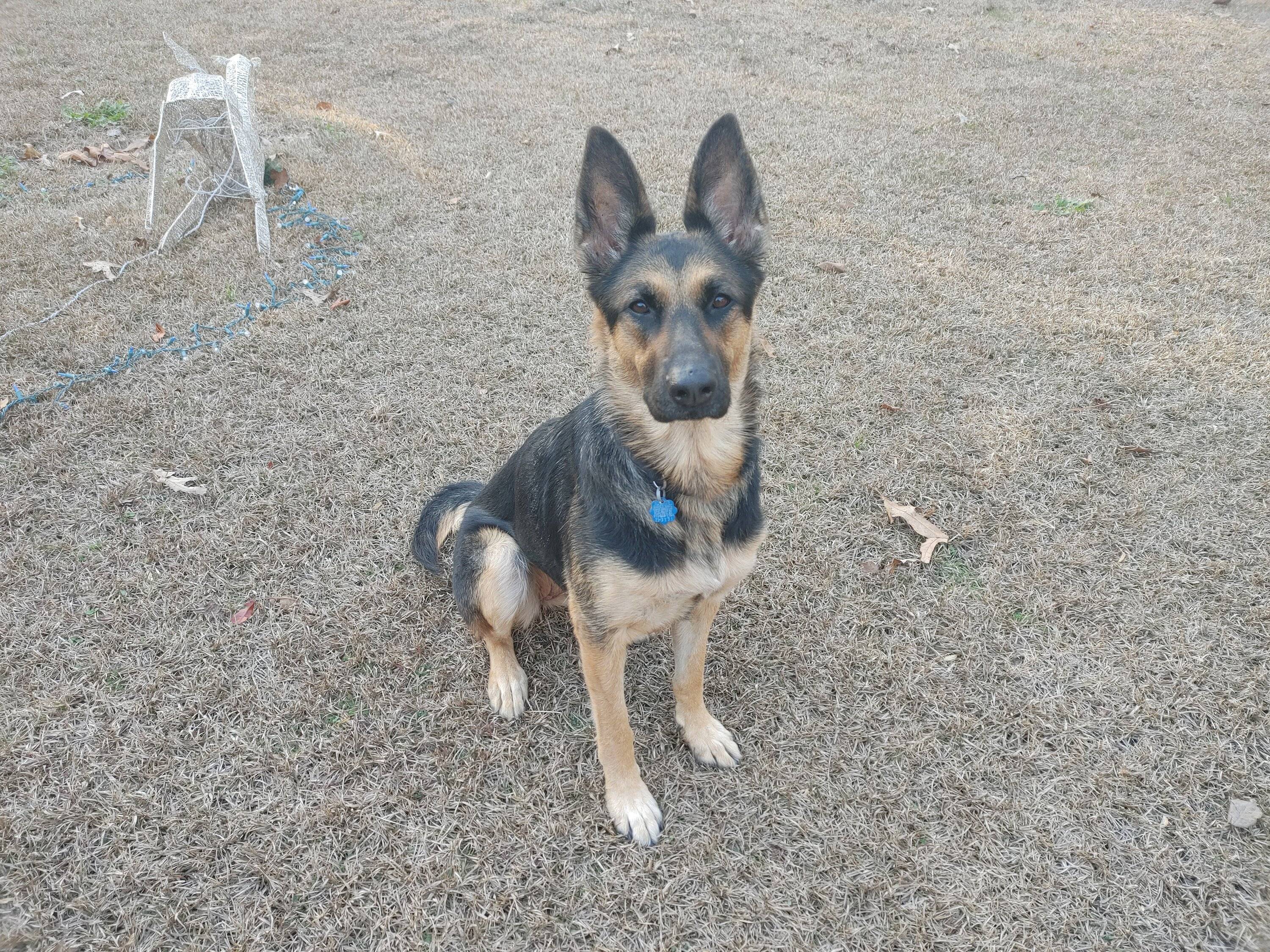 Ford Bronco Sport Show me your dogs!! Riley