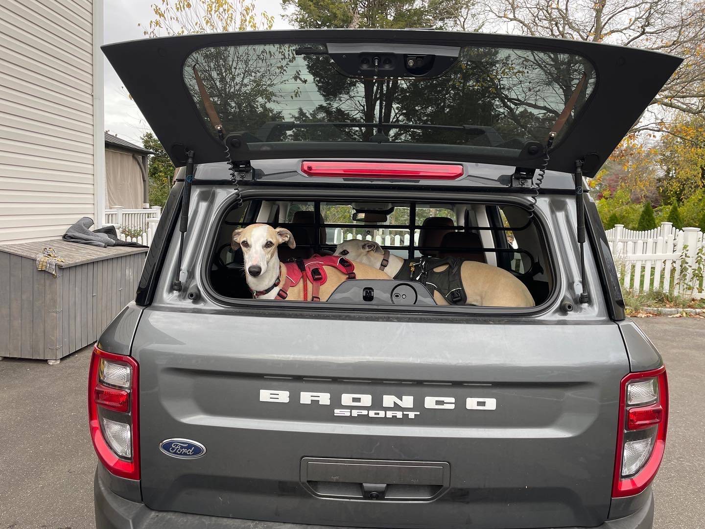 Ford Bronco Sport Show me your dogs!! 9CD16506-5D28-403B-9D08-BE830F7AA7F1.JPG