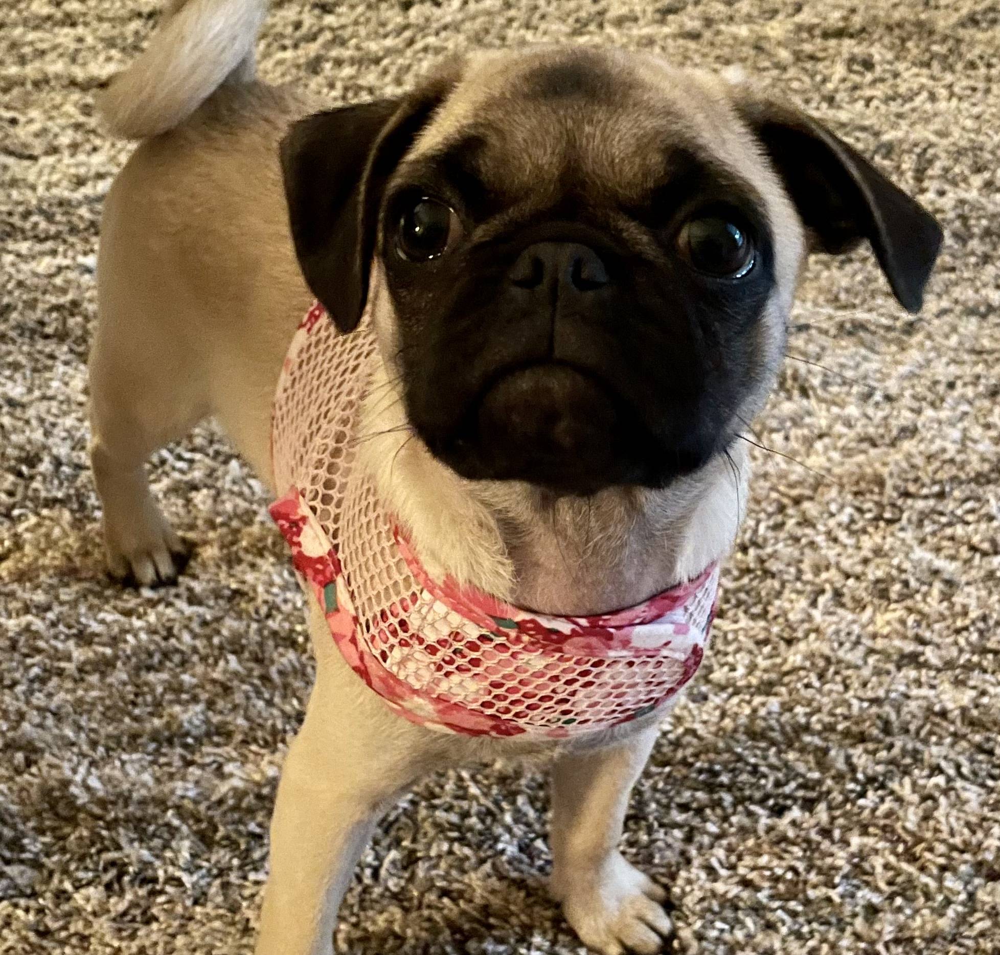 Ford Bronco Sport Show me your dogs!! 69827656-005D-4EE2-877A-E433175C925A