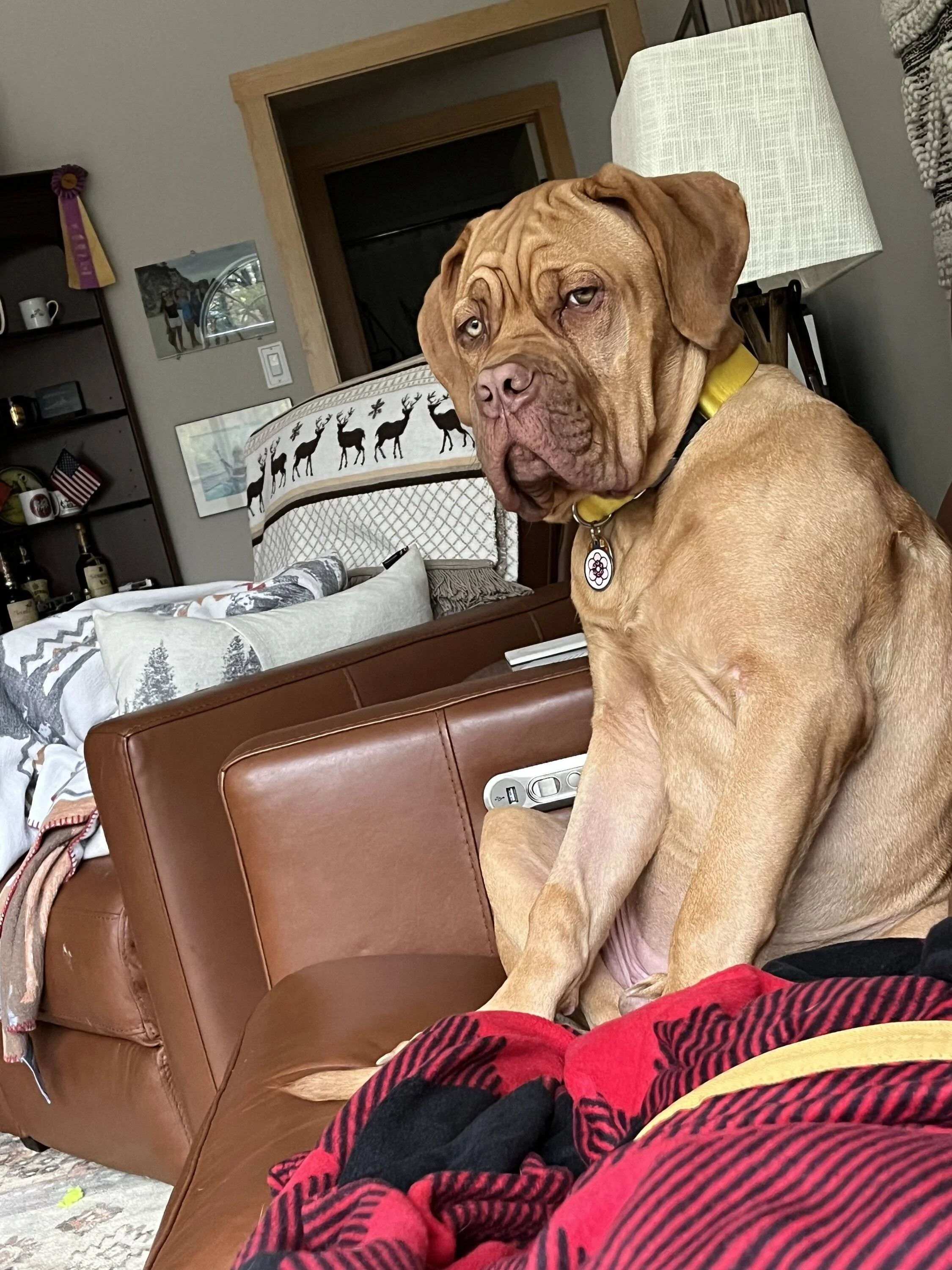 Ford Bronco Sport Show me your dogs!! 3D0921E9-BEDD-4312-858A-8E3AD4F5706D