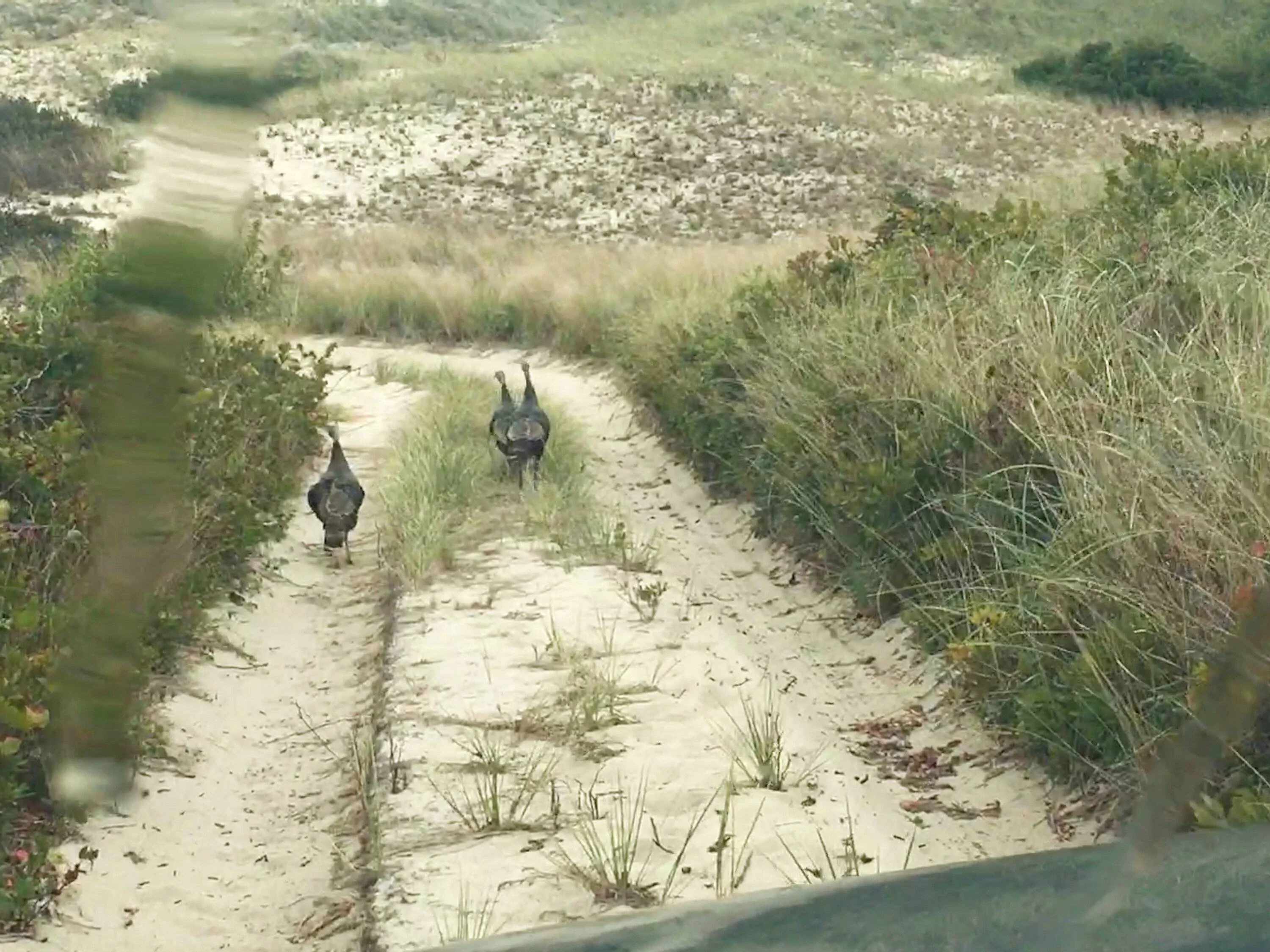 Ford Bronco Sport Badlands vs. Heritage Limited for oversand (ground clearance? water fording?) IMG_4654