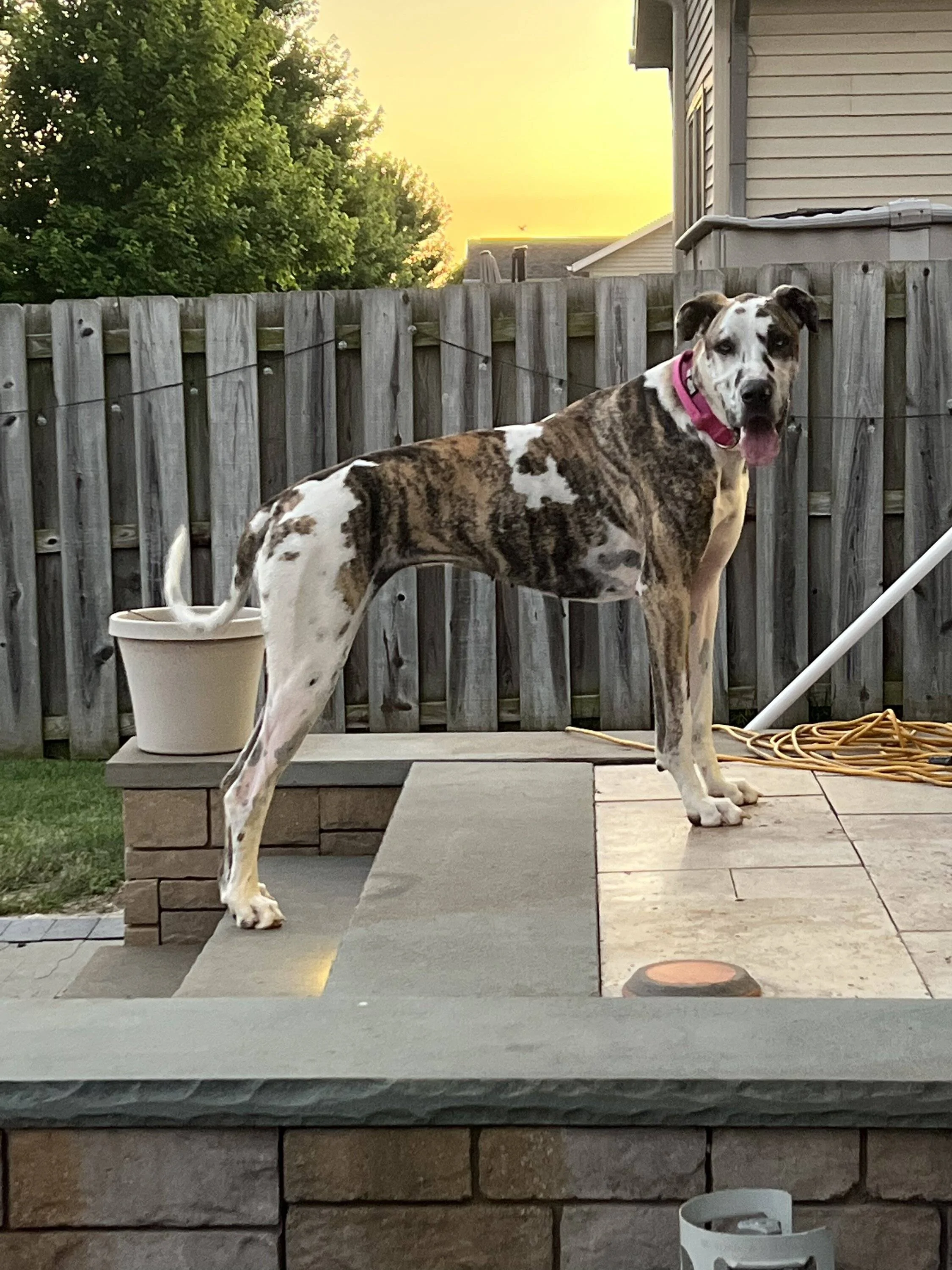 Ford Bronco Sport Show me your dogs!! 0C52787F-B115-44FA-9502-F1E8EC400CF7