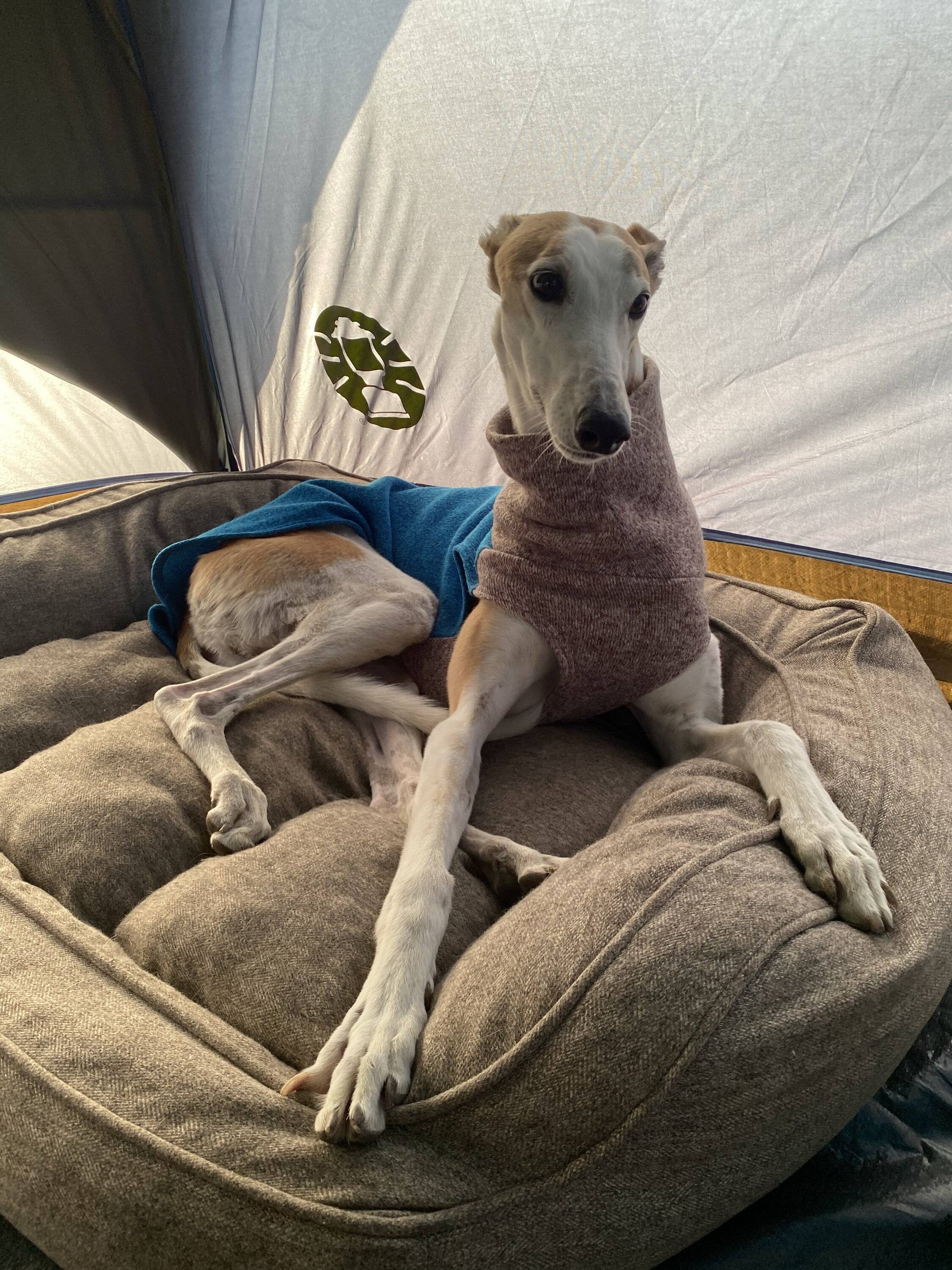 Ford Bronco Sport CA Wildflower Season Trip BEA38FB2-E61E-4476-A20A-931404A37F6F