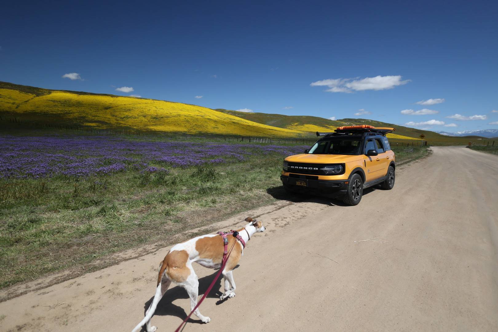 Ford Bronco Sport CA Wildflower Season Trip F032BC45-538D-4347-A705-343729FB8380