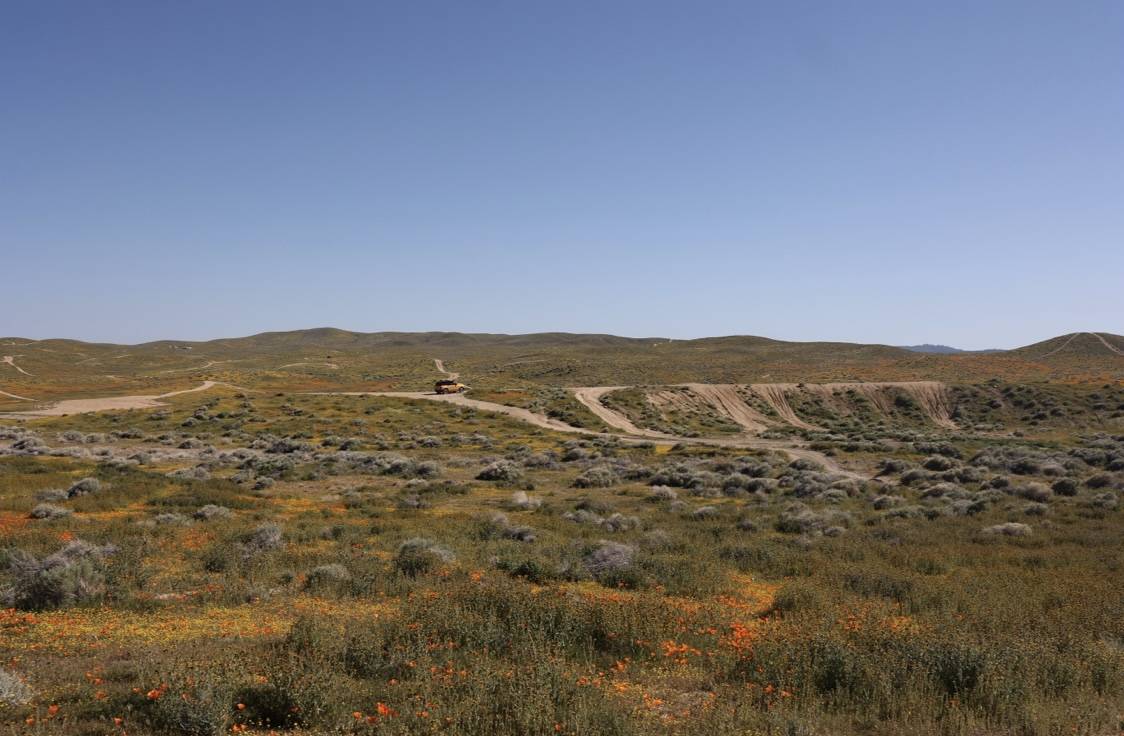 Ford Bronco Sport CA Wildflower Season Trip 871CBA1F-092E-424B-B86E-8C2C0E63F4F2