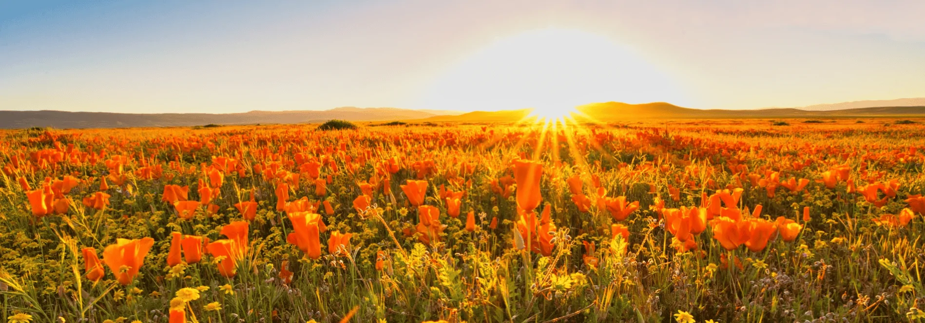 Ford Bronco Sport CA Wildflower Season Trip 1681190724505