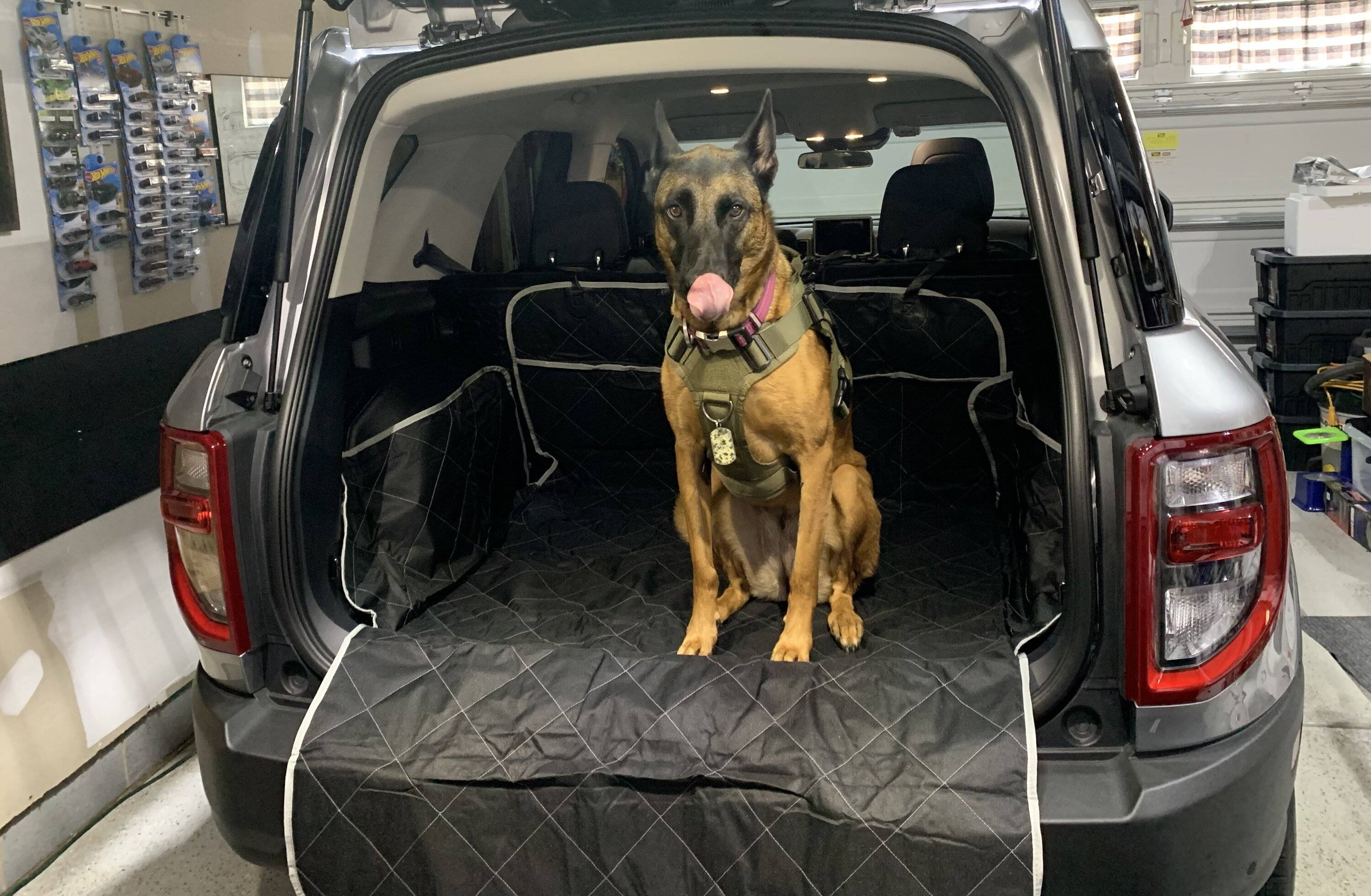 Ford Bronco Sport Best Dog Cargo Setup? bronco_mal