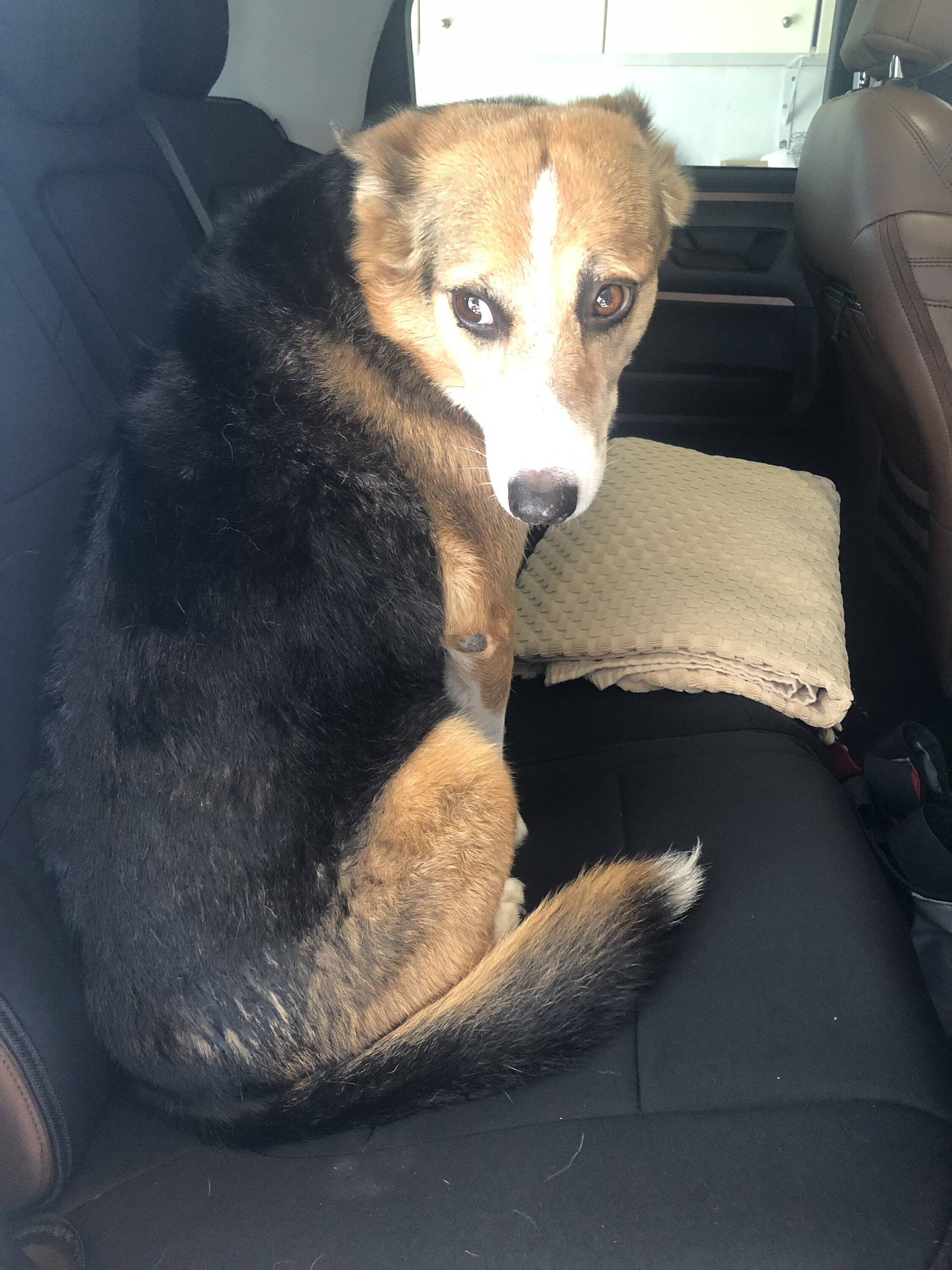 Ford Bronco Sport Seat Cover Rec's 1681787047730