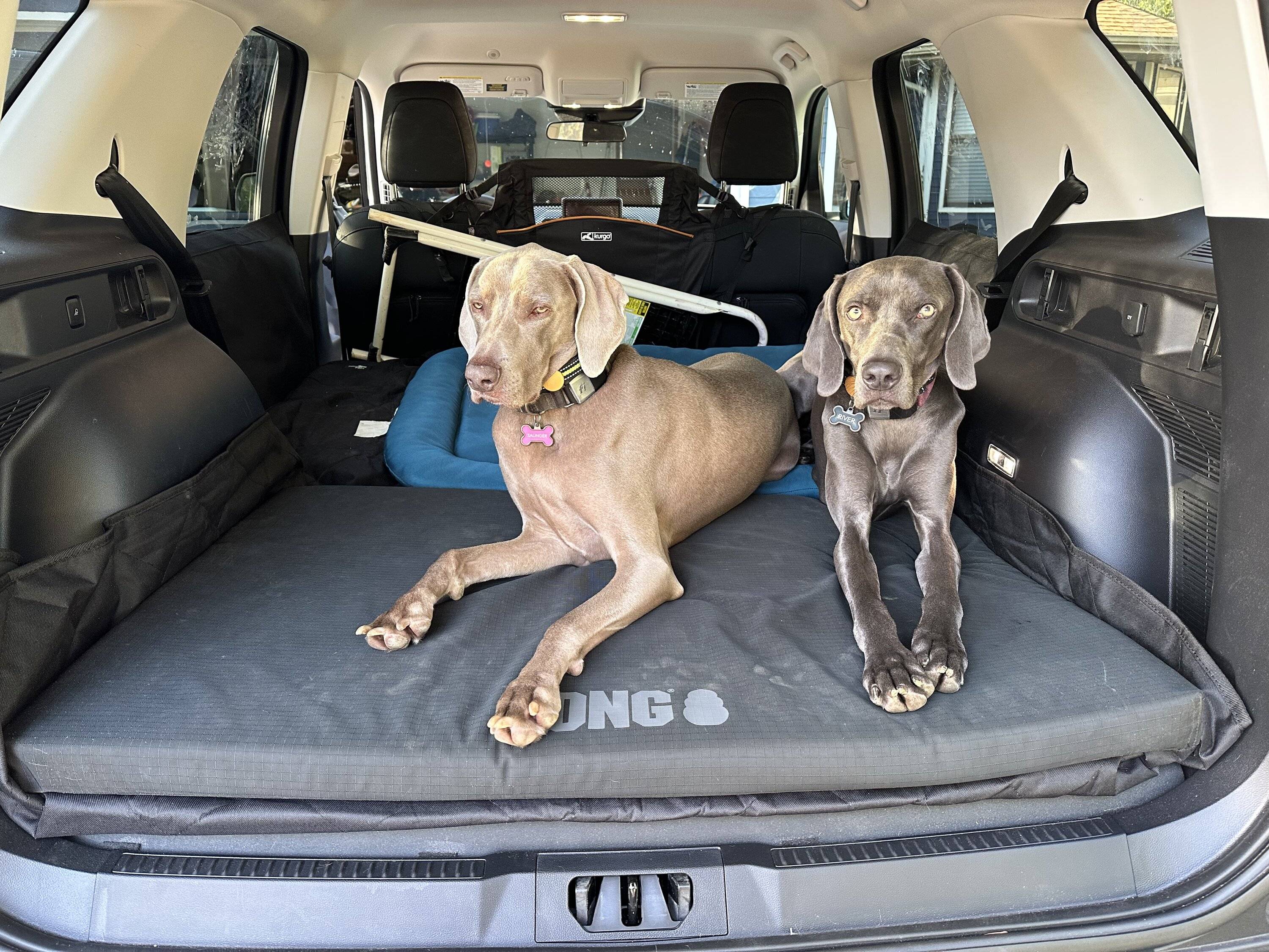 Ford Bronco Sport Show me your dogs!! E578E761-84EC-4729-B046-761E6E74C931