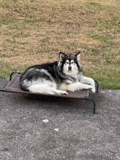 Ford Bronco Sport Show me your dogs!! 556484DF-8263-4A4E-B21A-40C5CEBF33B9